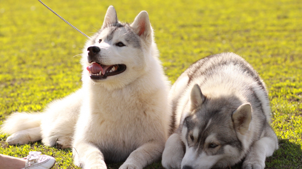 Обои tamaskan собака, миниатюрный Сибирский хаски, Себирская Хаски, Западно Сибирская лайка, Восточно Сибирская лайка в разрешении 1280x720