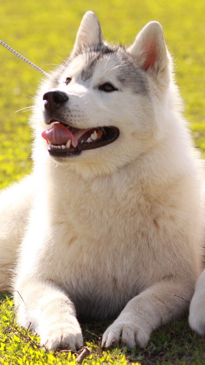 Обои tamaskan собака, миниатюрный Сибирский хаски, Себирская Хаски, Западно Сибирская лайка, Восточно Сибирская лайка в разрешении 720x1280