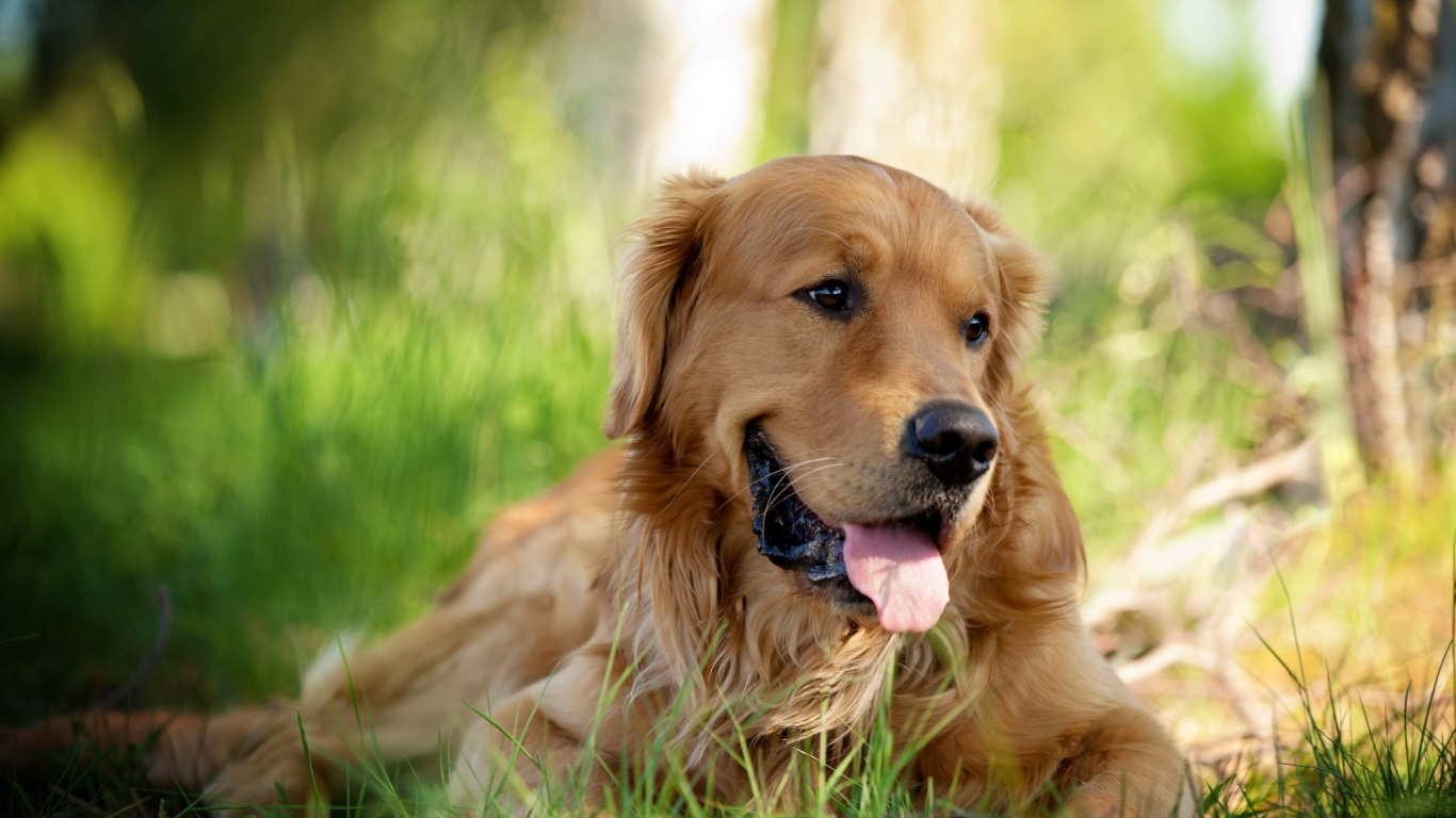 Обои золотистый ретривер, лабрадор, щенок, пес, собака породы в разрешении 1366x768