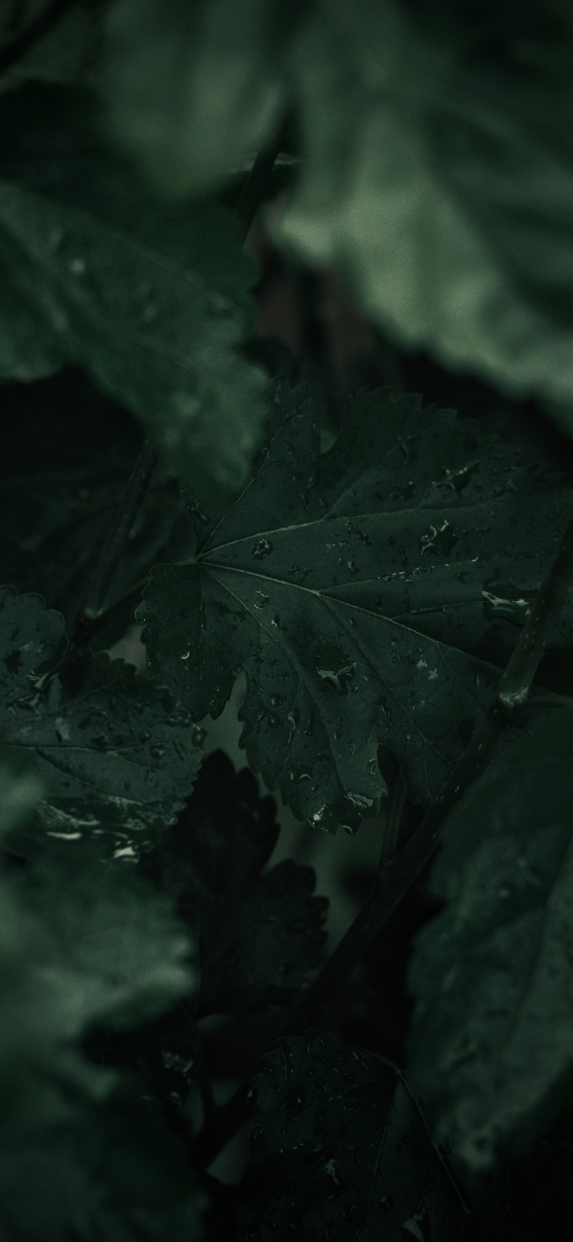 Обои зеленый, черный, лист, природа, темнота в разрешении 1125x2436