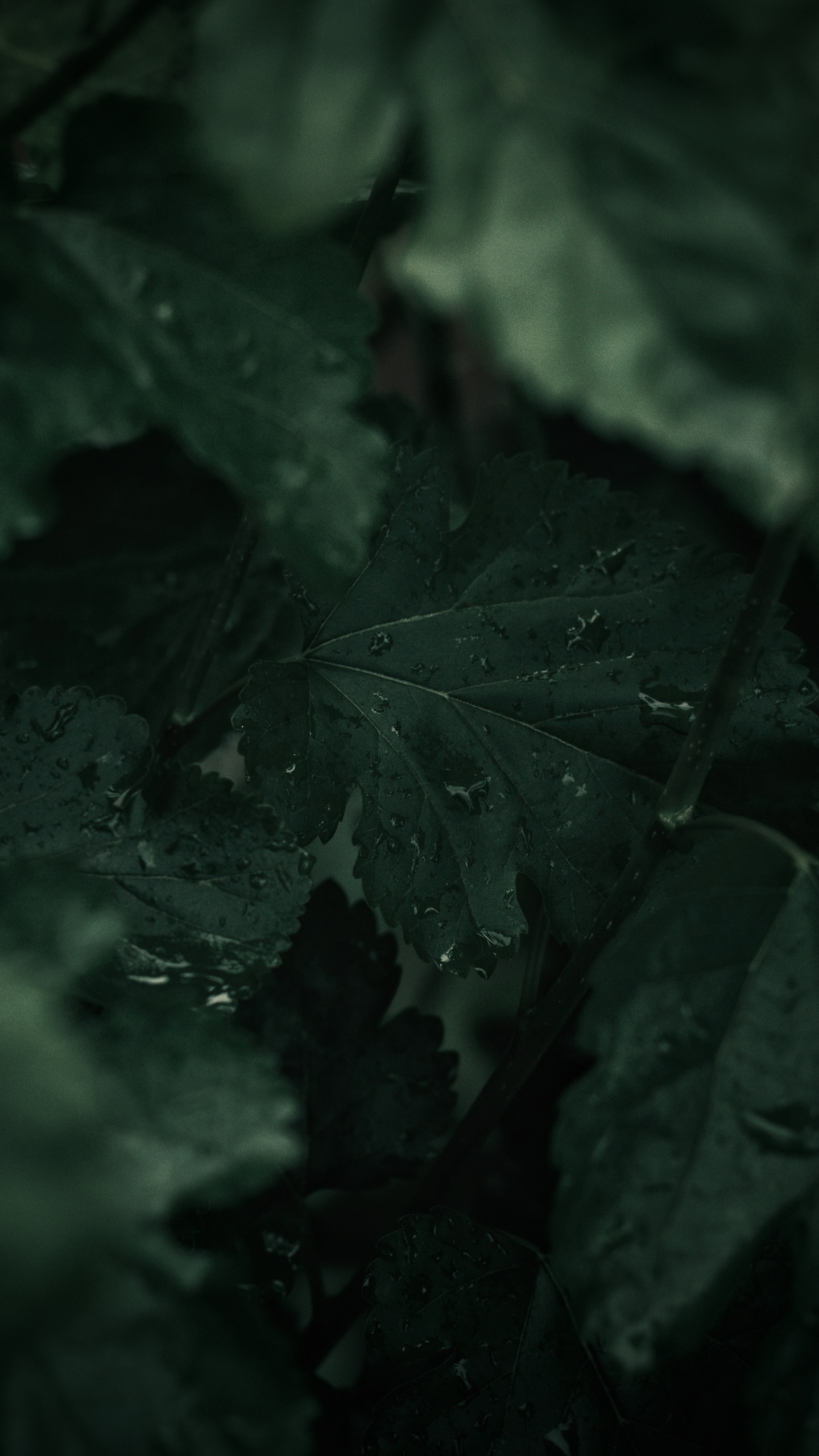 Обои зеленый, черный, лист, природа, темнота в разрешении 1440x2560