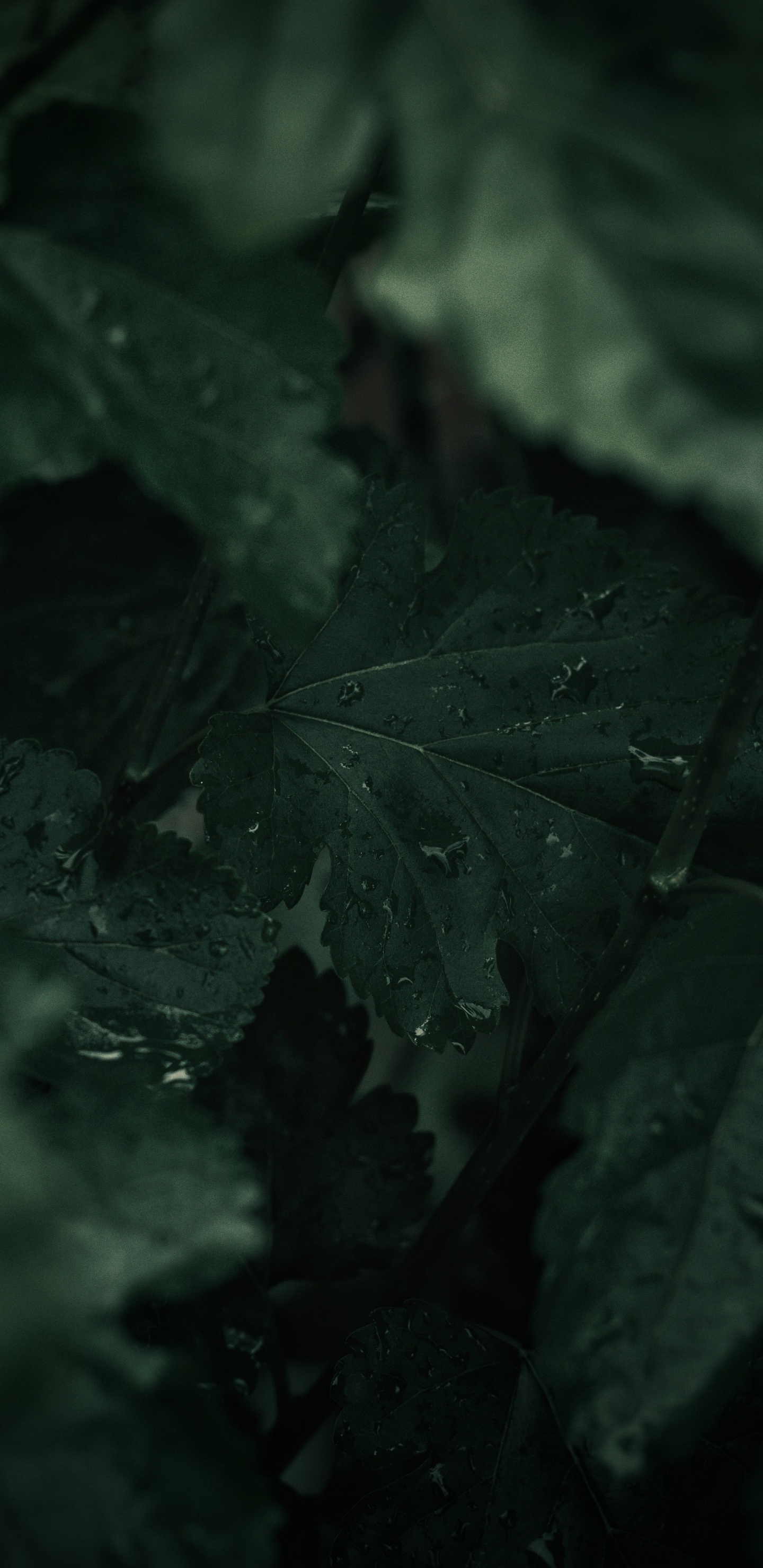 Обои зеленый, черный, лист, природа, темнота в разрешении 1440x2960