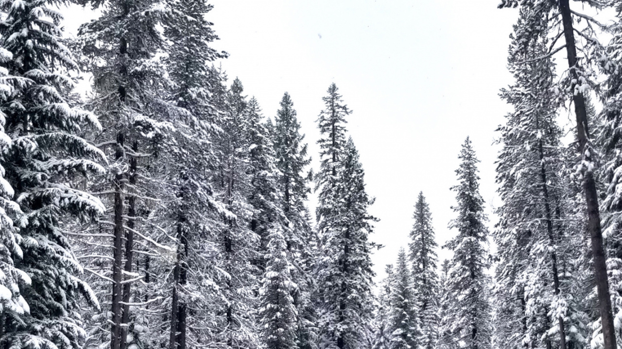 Обои зима, ветвь, окружающая среда, дерево, замораживание в разрешении 1280x720