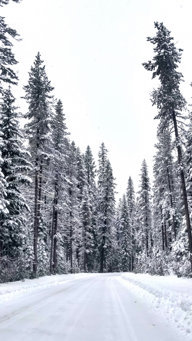 Обои зима, ветвь, окружающая среда, дерево, замораживание в разрешении 750x1334