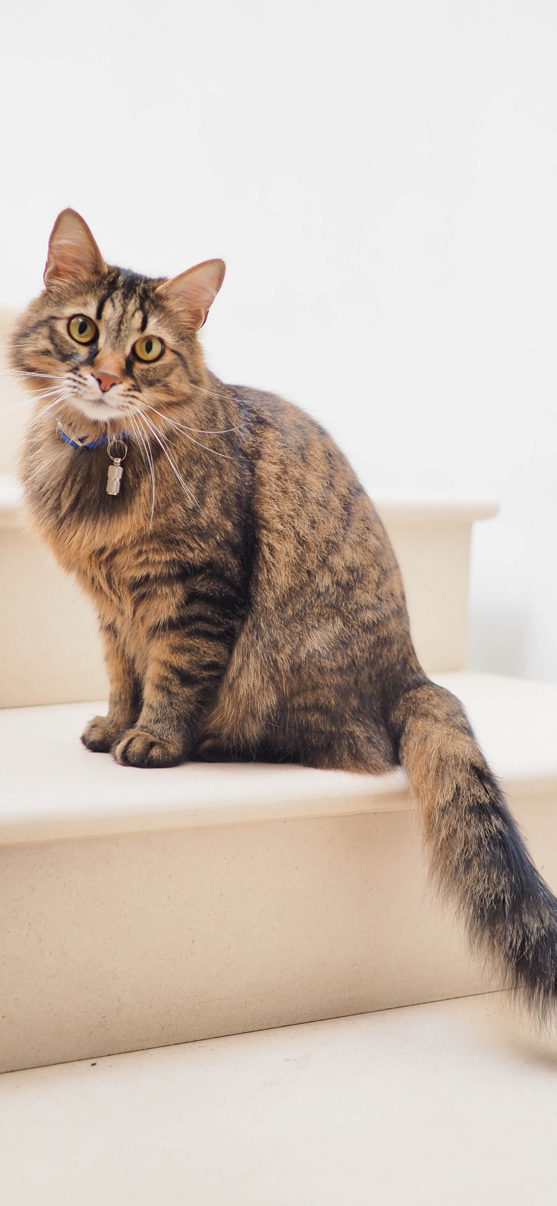 Обои кот, манчкин кошка, норвежский лесной кот, Гавана Браун, полосатый кот в разрешении 1125x2436