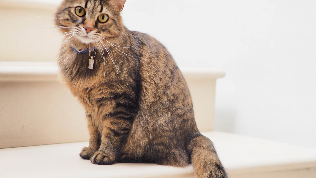 Обои кот, манчкин кошка, норвежский лесной кот, Гавана Браун, полосатый кот в разрешении 1280x720