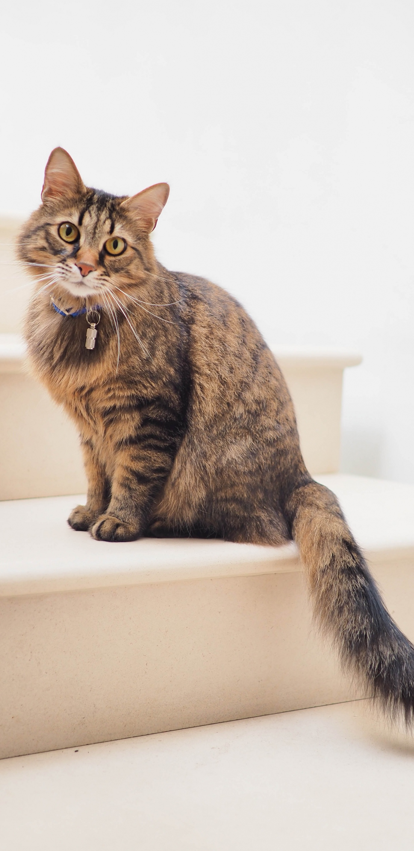 Обои кот, манчкин кошка, норвежский лесной кот, Гавана Браун, полосатый кот в разрешении 1440x2960