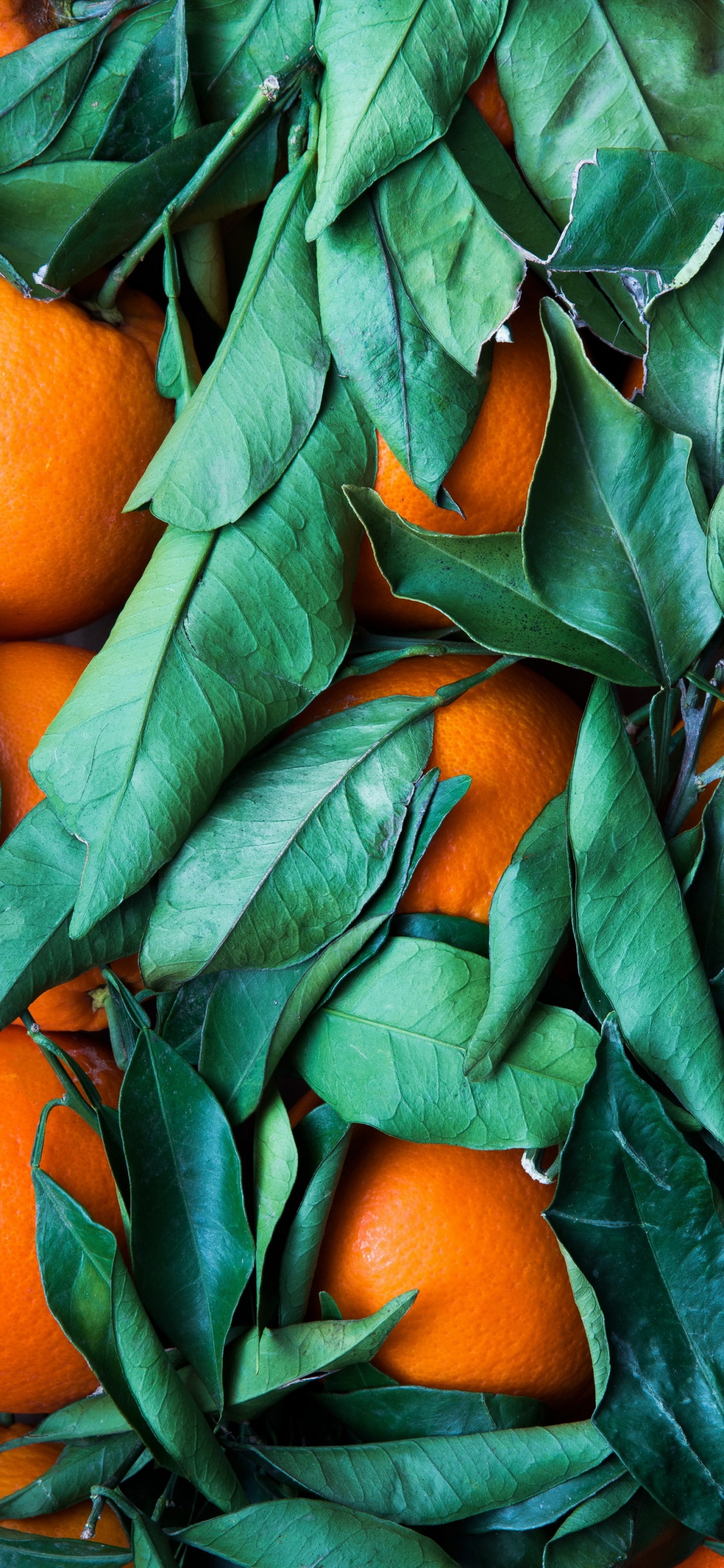 Обои оранжево-зеленая цветовая гамма, зеленый, цветной, цветовая схема, Оранжевый цвет в разрешении 1125x2436