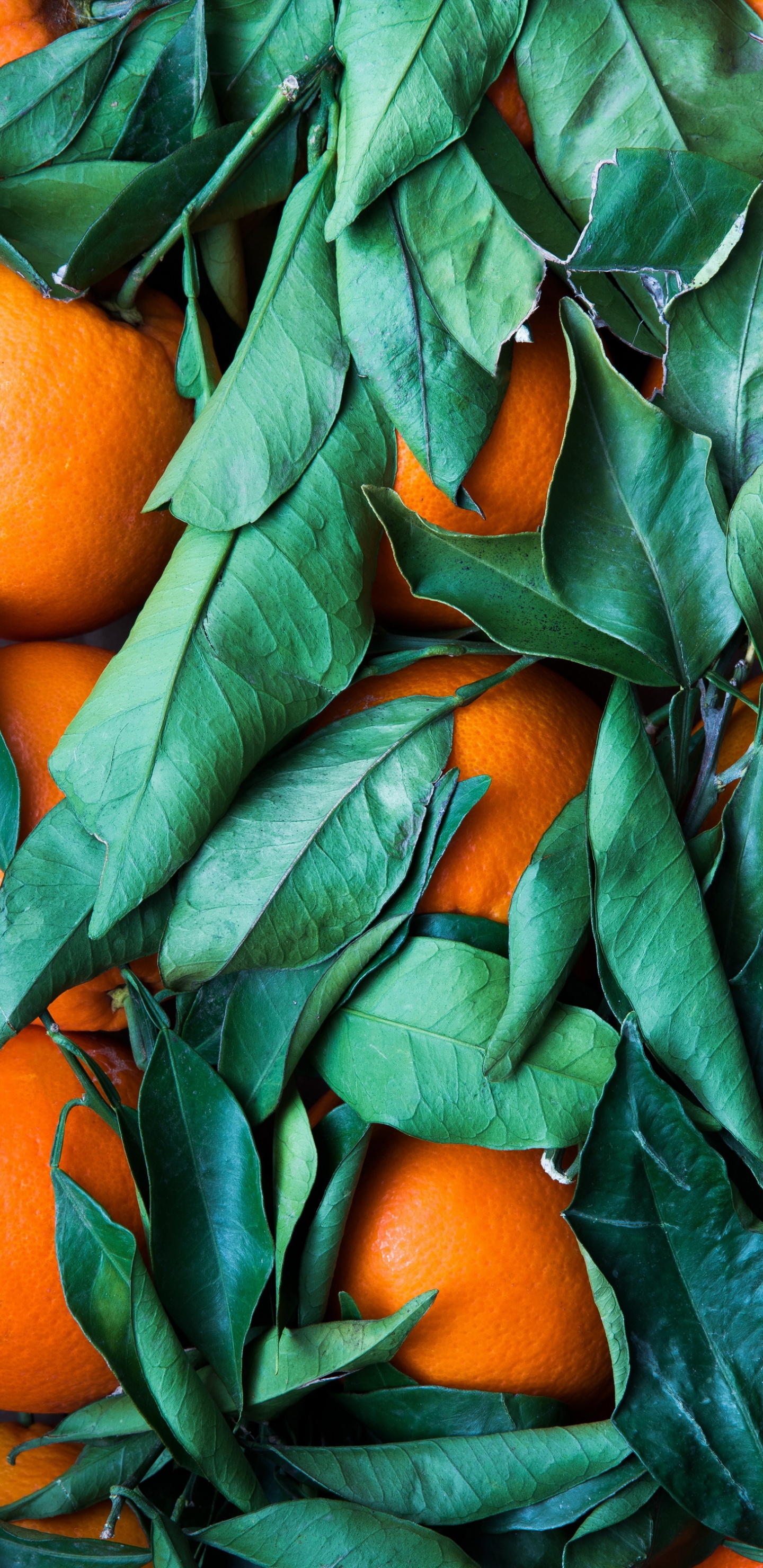 Обои оранжево-зеленая цветовая гамма, зеленый, цветной, цветовая схема, Оранжевый цвет в разрешении 1440x2960