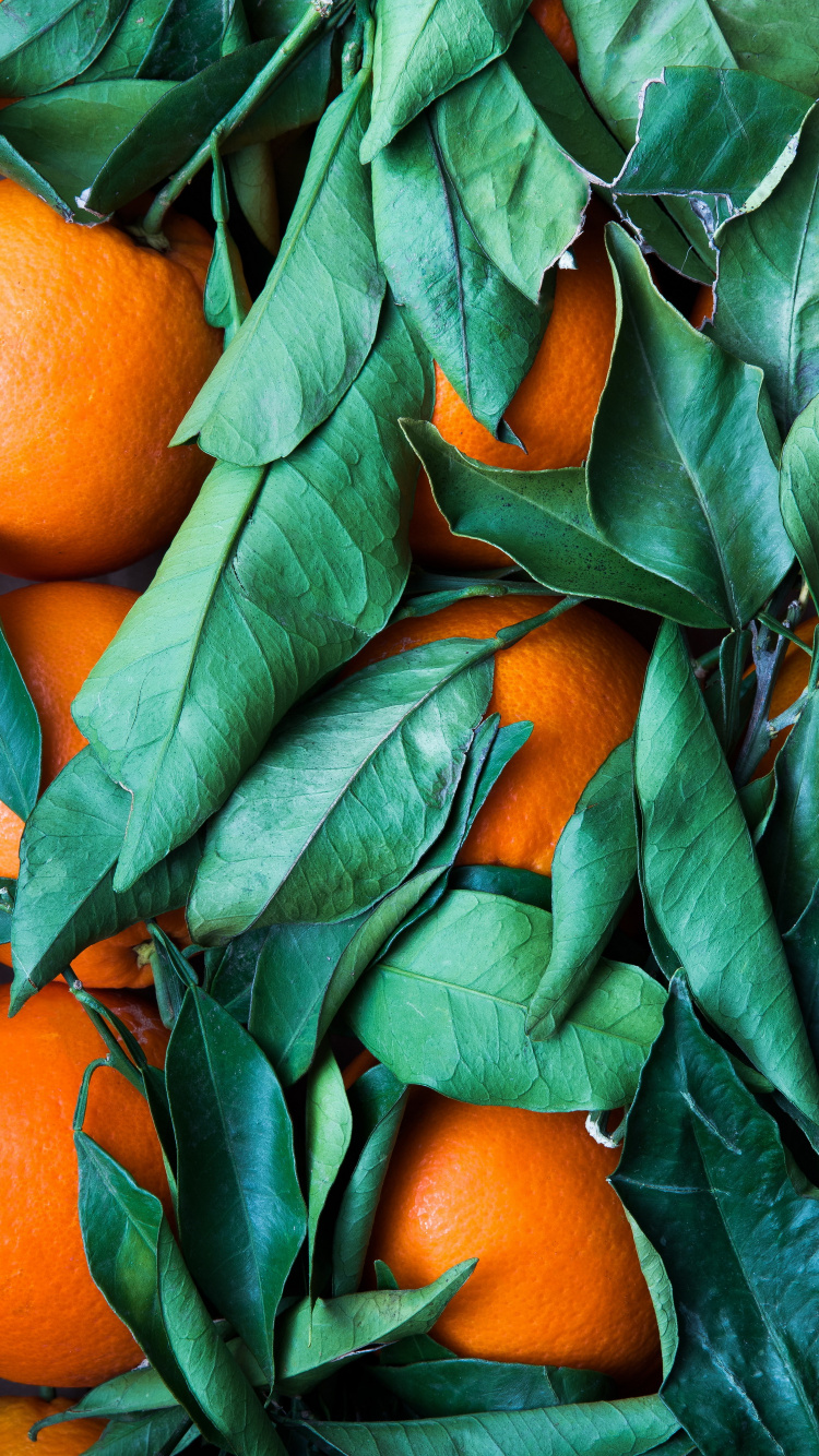 Обои оранжево-зеленая цветовая гамма, зеленый, цветной, цветовая схема, Оранжевый цвет в разрешении 750x1334