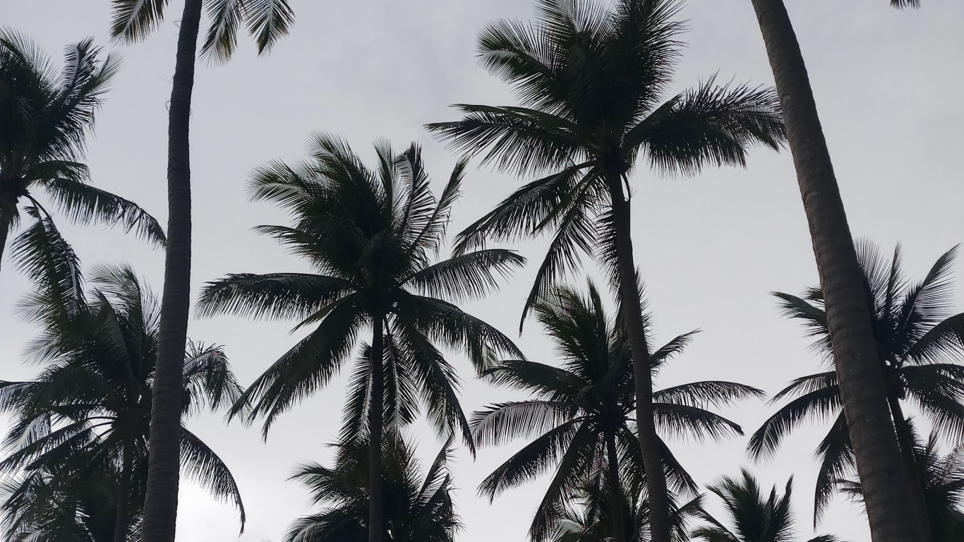 Обои дерево, Пальма, attalea специоза, древесные растения, растение в разрешении 1366x768