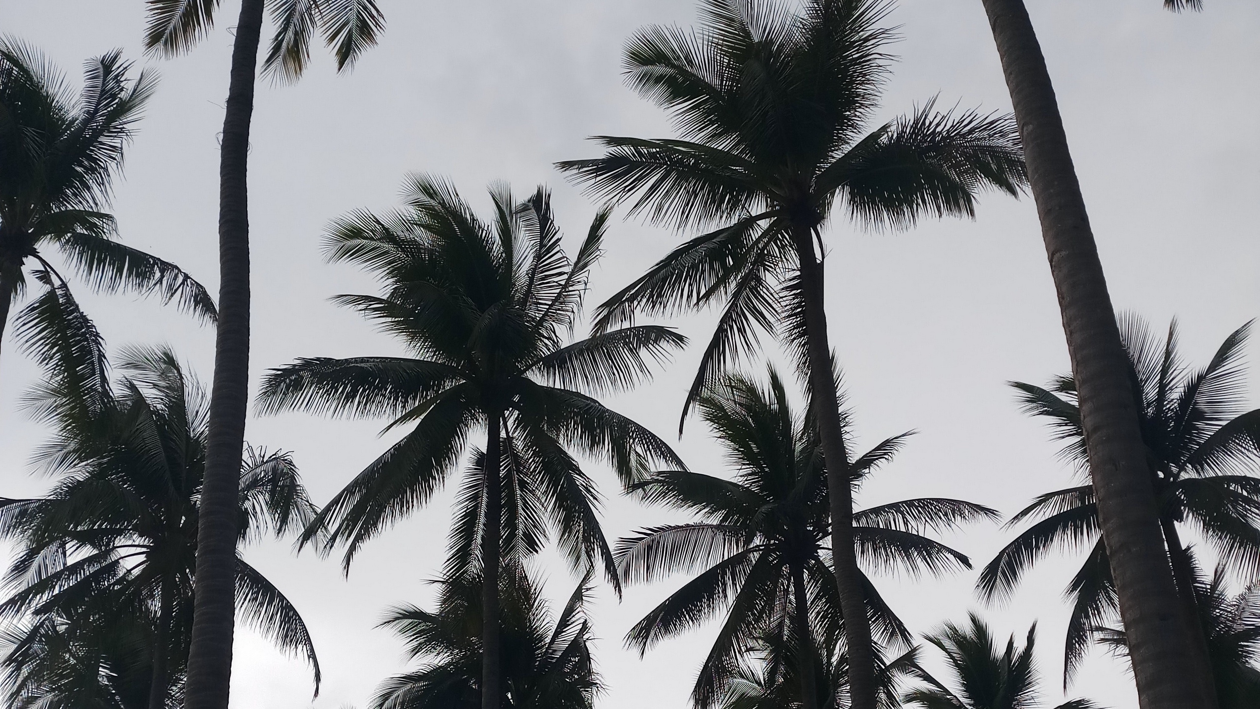 Обои дерево, Пальма, attalea специоза, древесные растения, растение в разрешении 2560x1440