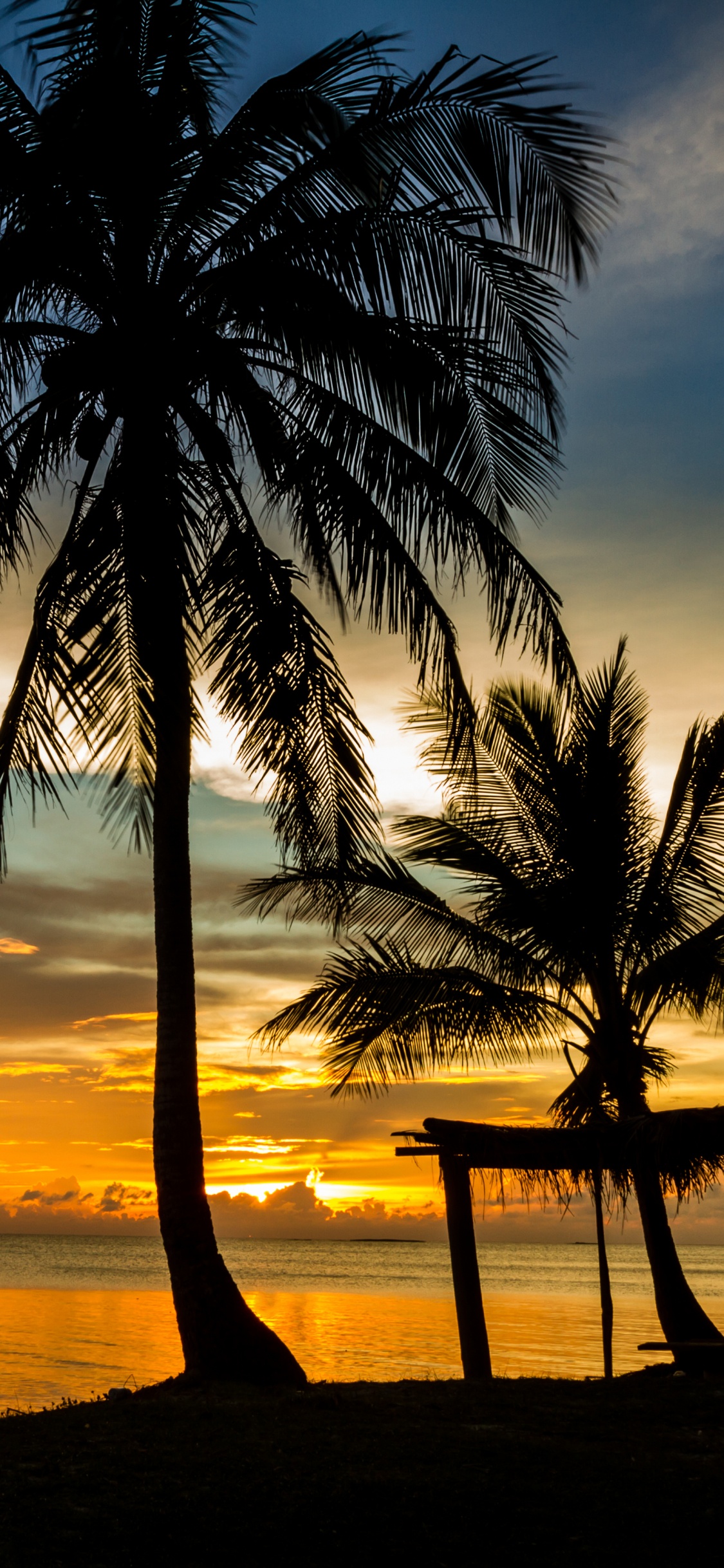 Обои закат, море, пляж, дерево, Пальма в разрешении 1125x2436