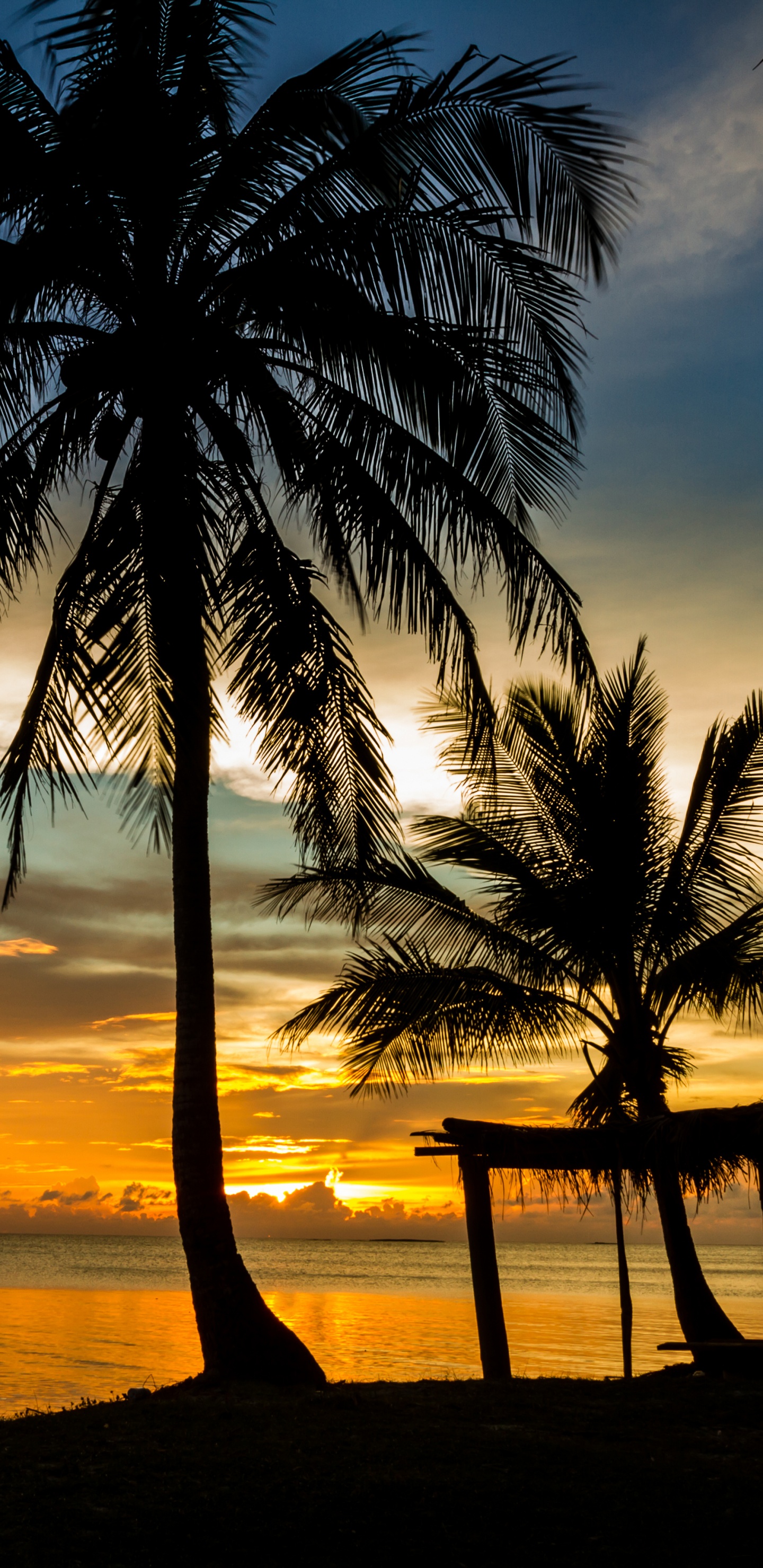 Обои закат, море, пляж, дерево, Пальма в разрешении 1440x2960