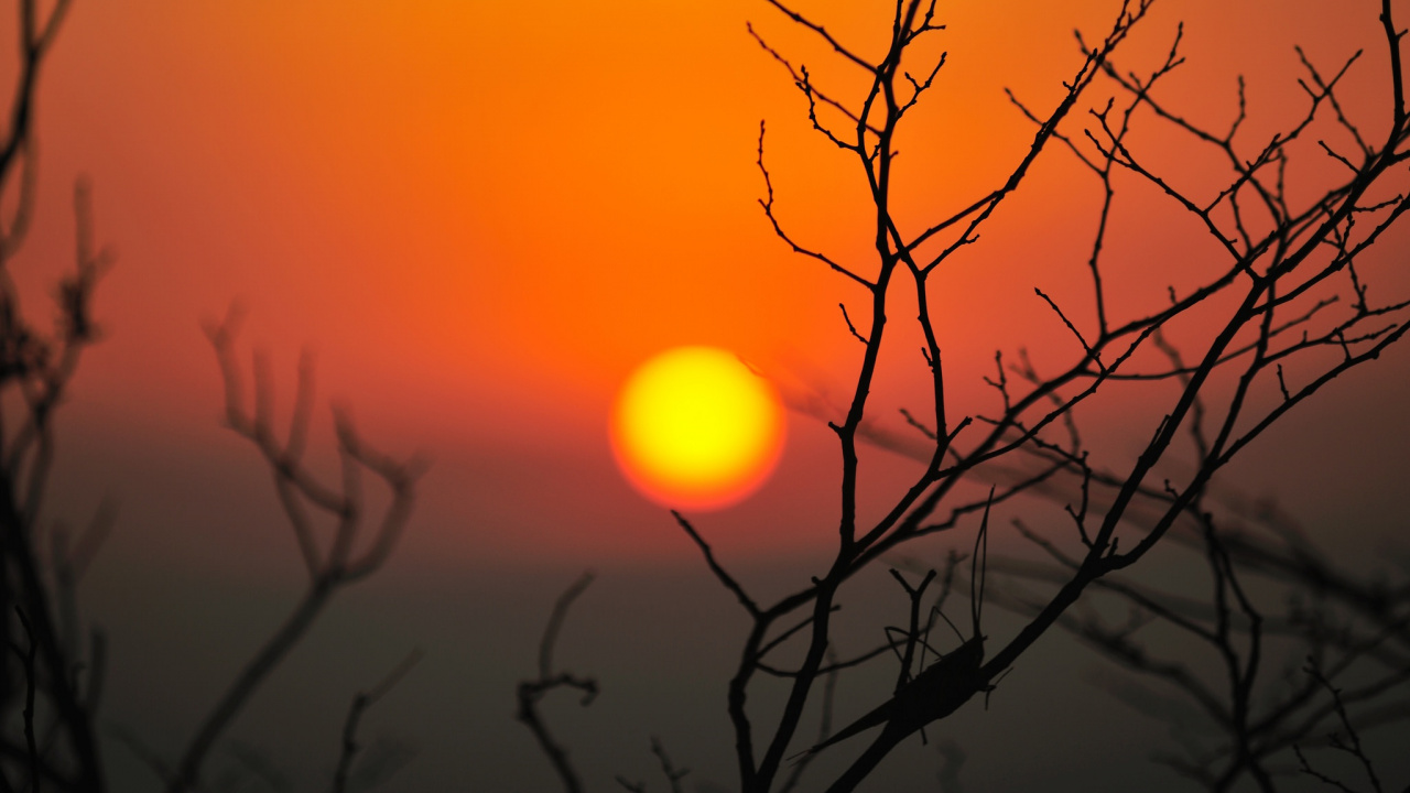 Обои солнце, ветвь, закат, послесвечение, восход солнца в разрешении 1280x720