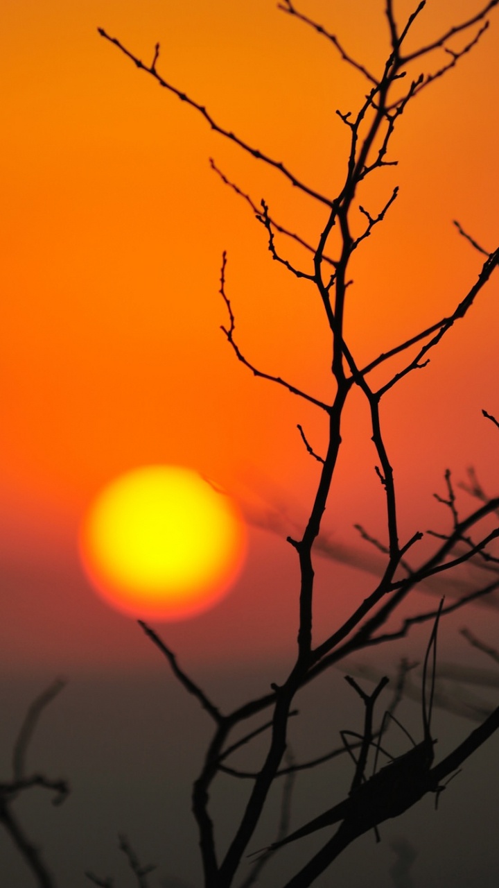 Обои солнце, ветвь, закат, послесвечение, восход солнца в разрешении 720x1280