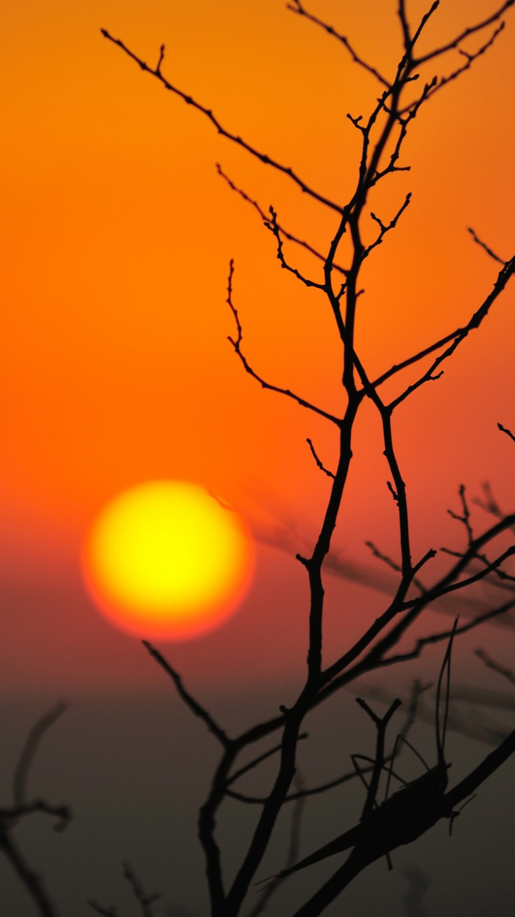 Обои солнце, ветвь, закат, послесвечение, восход солнца в разрешении 750x1334