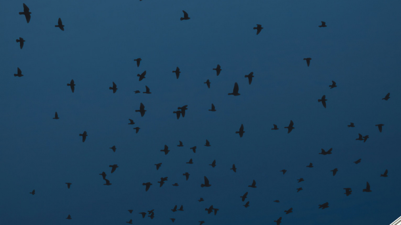 Обои птица, облако, здание, городской дизайн, башня в разрешении 1366x768