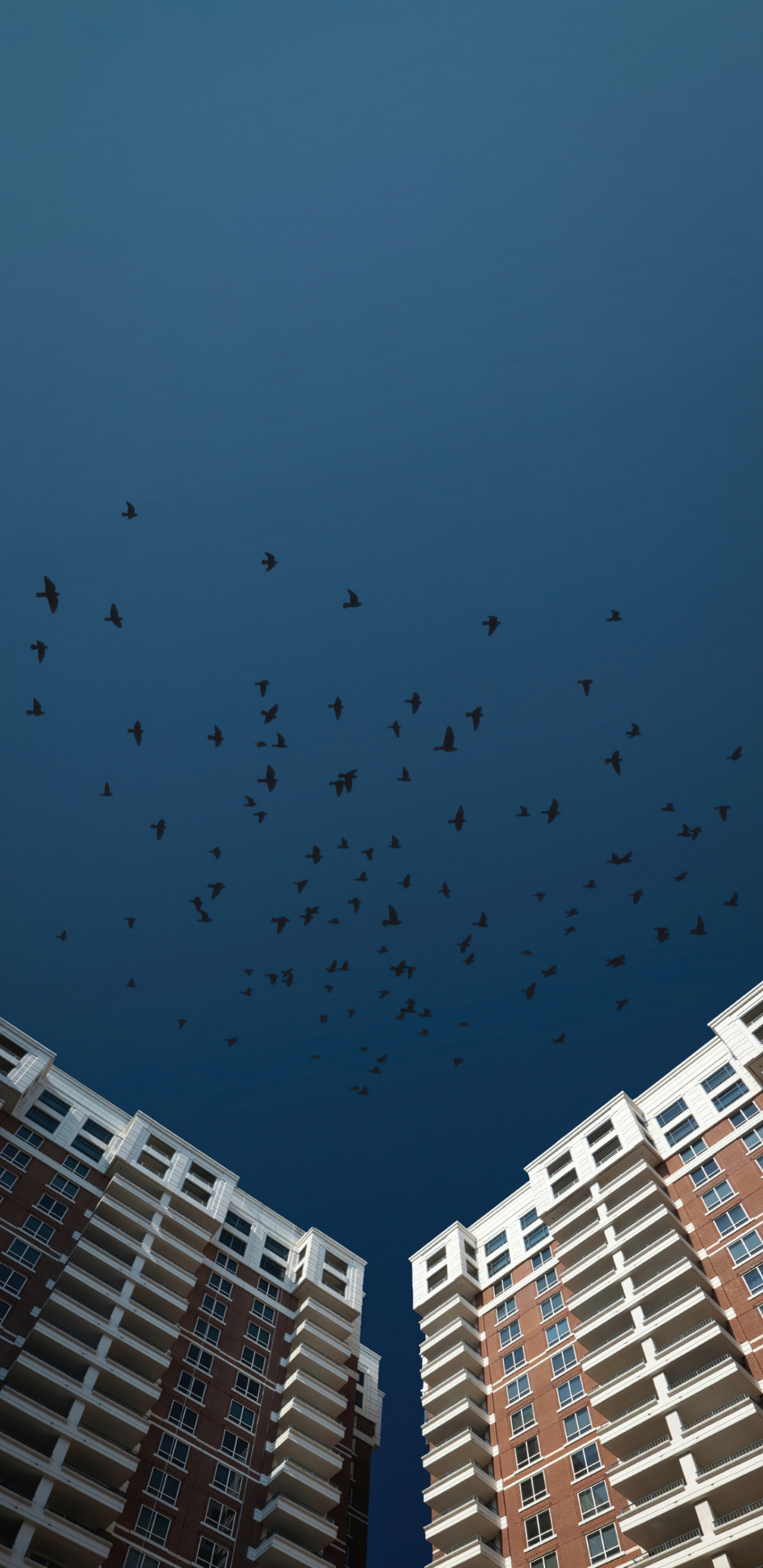 Обои птица, облако, здание, городской дизайн, башня в разрешении 1440x2960