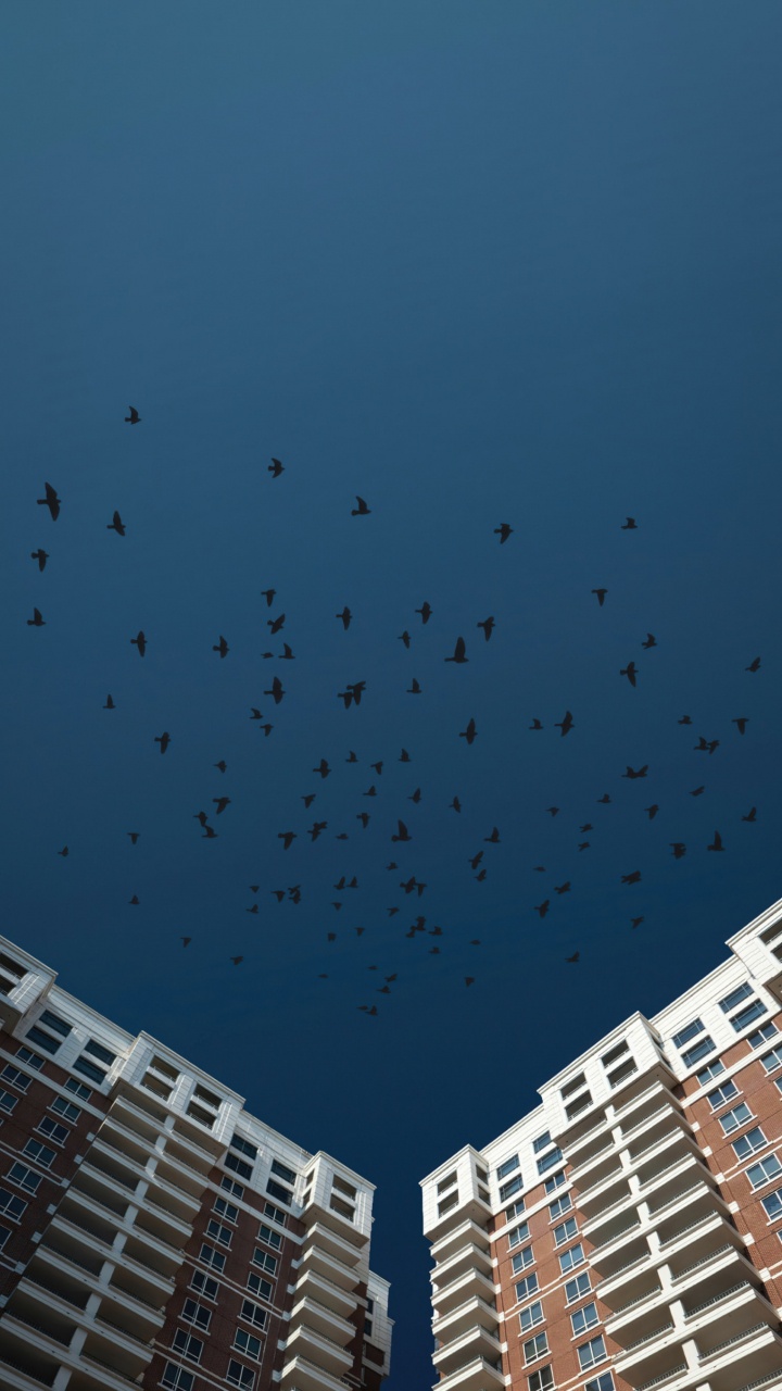 Обои птица, облако, здание, городской дизайн, башня в разрешении 720x1280