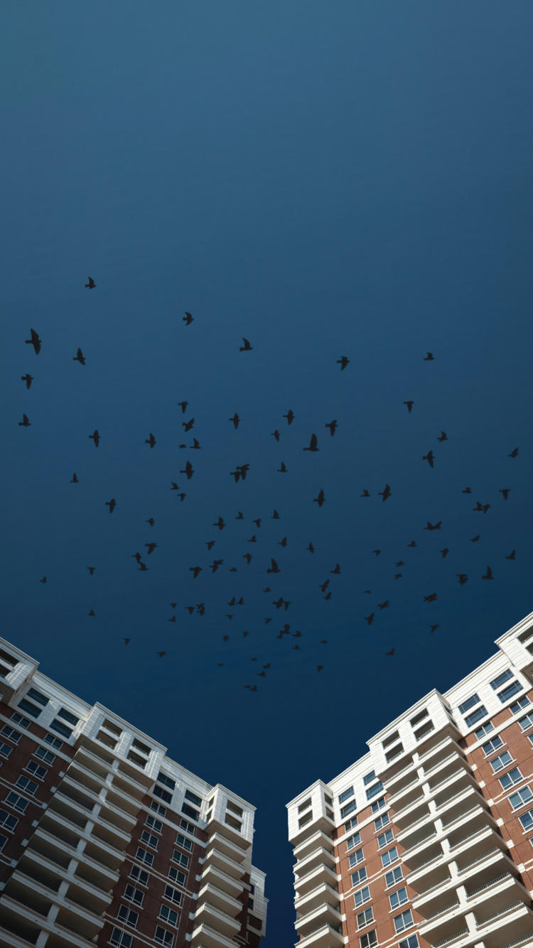 Обои птица, облако, здание, городской дизайн, башня в разрешении 750x1334