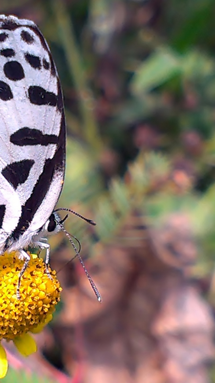 Обои мотыльки и бабочки, бабочка, насекомое, lycaenid, беспозвоночных в разрешении 750x1334