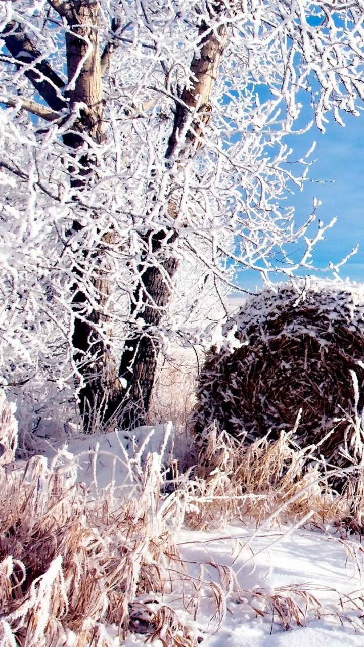 Обои зима, снег, дерево, мороз, пейзаж в разрешении 720x1280