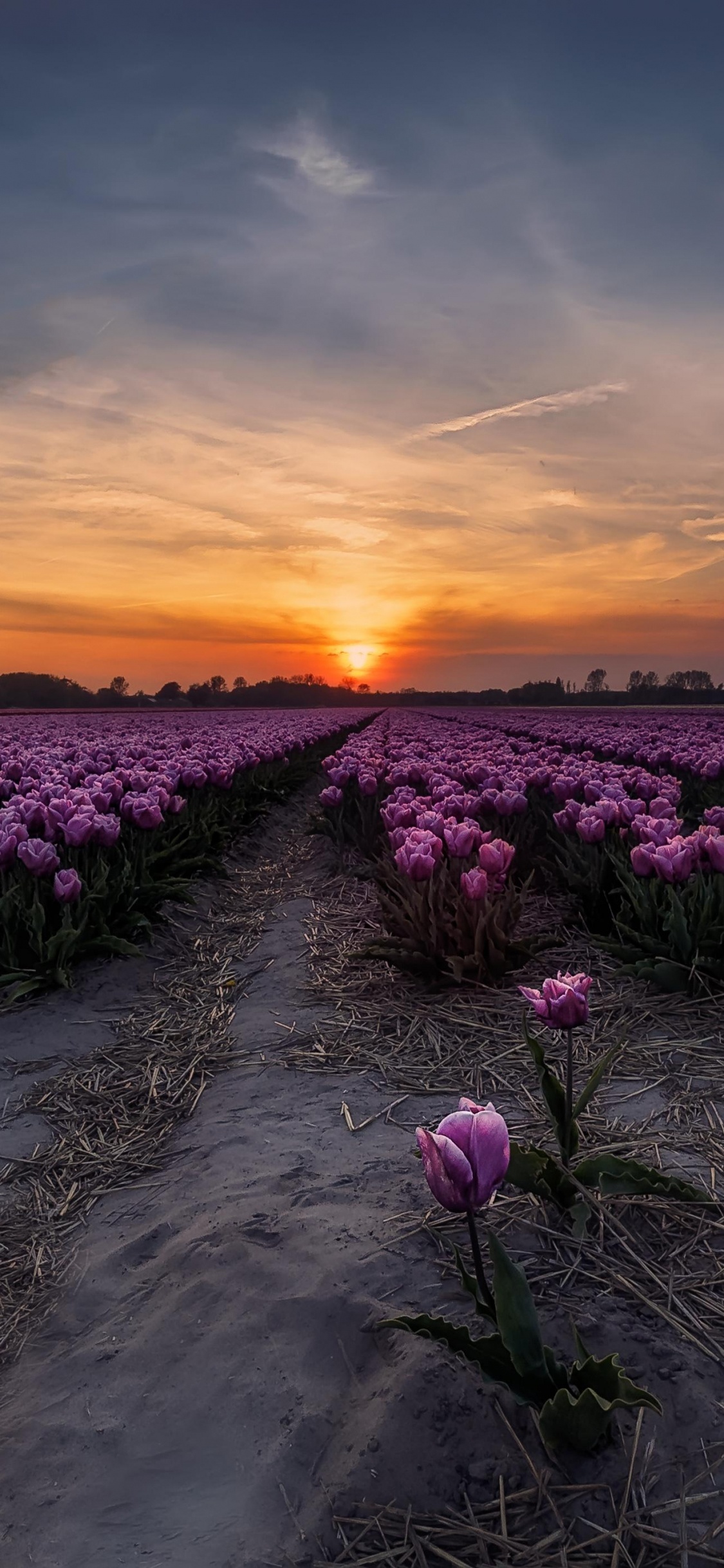 Обои тюльпаны, закат, цветок, пурпур, горизонт в разрешении 1125x2436