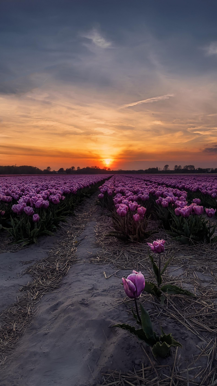 Обои тюльпаны, закат, цветок, пурпур, горизонт в разрешении 750x1334