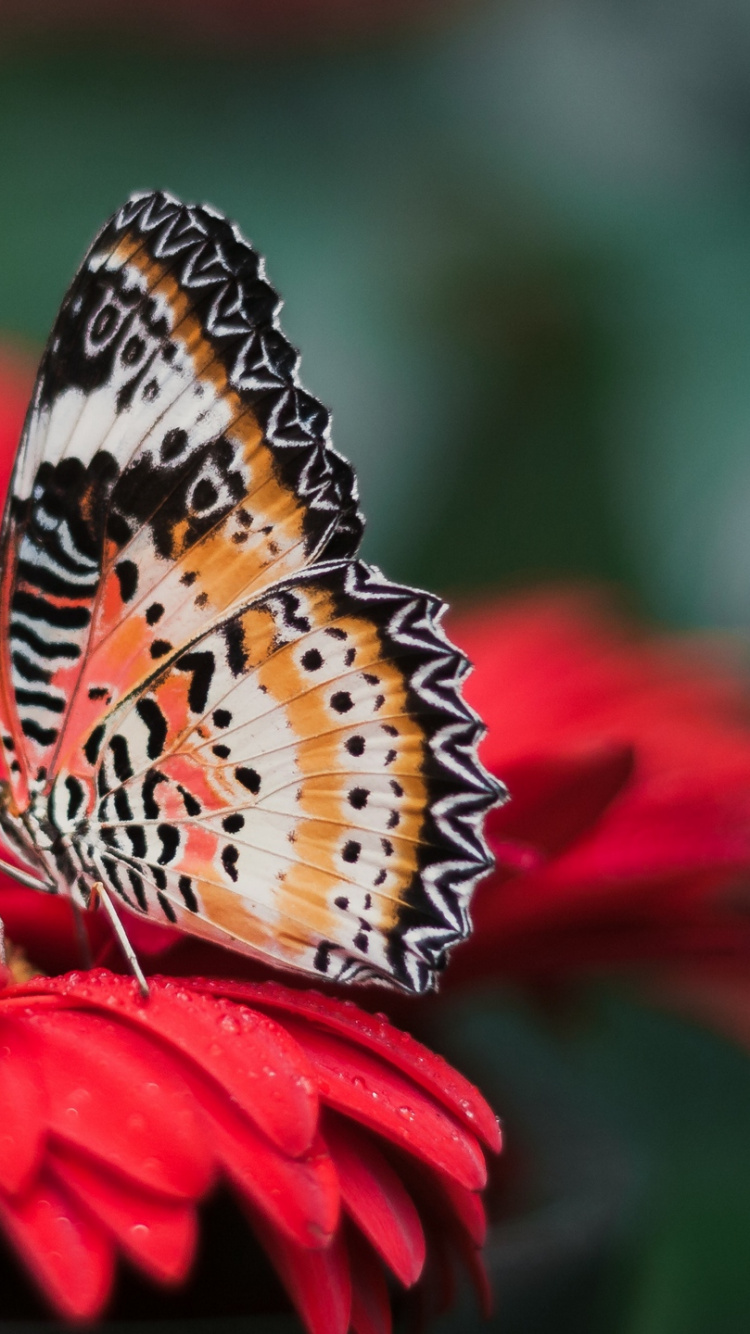 Обои ферма бабочек Пенанг, насекомое, бабочка, мотыльки и бабочки, беспозвоночных в разрешении 750x1334