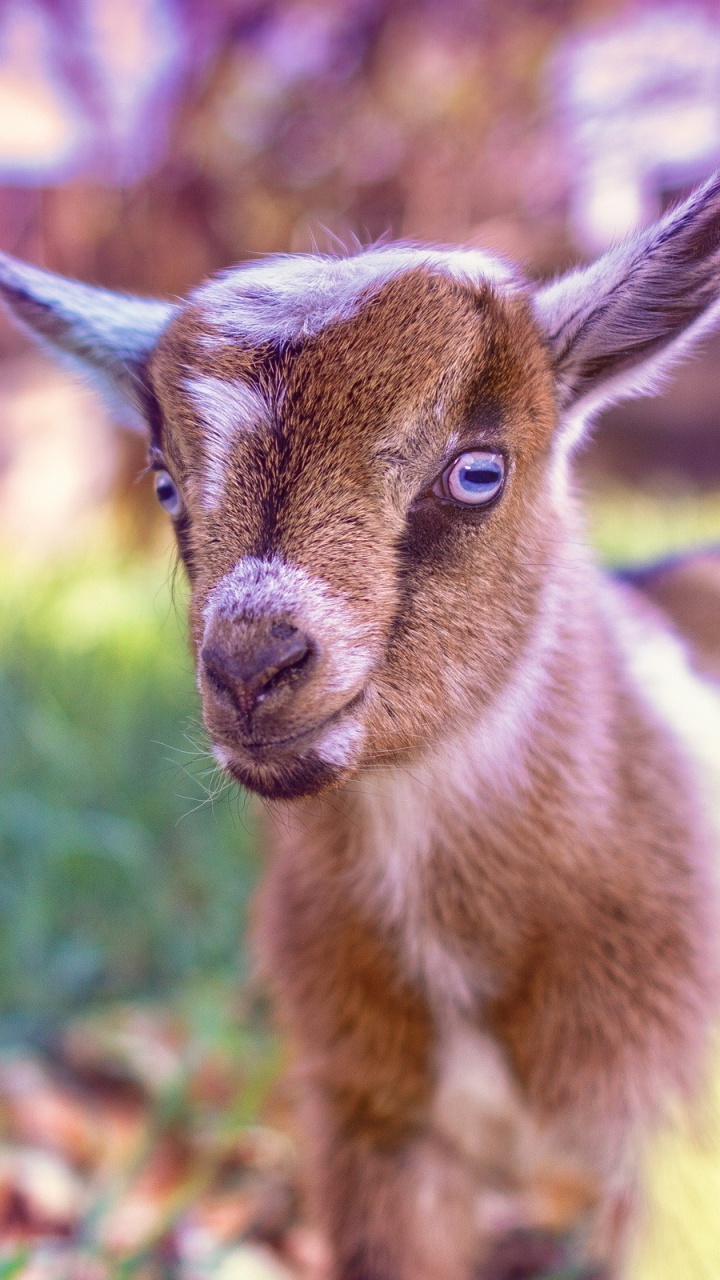 Обои коза, растение, олененок, наземные животные, природный ландшафт в разрешении 720x1280