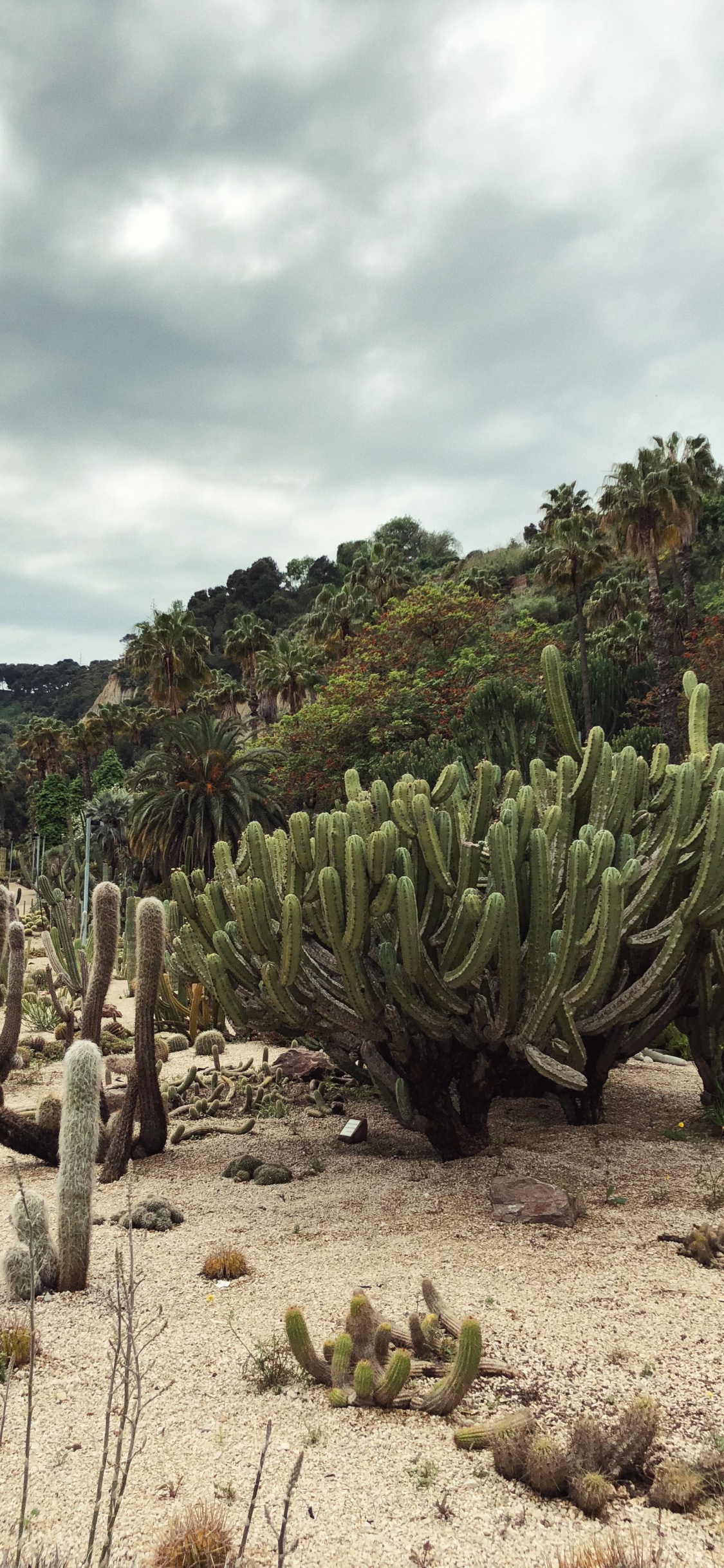 Обои растительность, кустарник, биом, пейзаж, Флора в разрешении 1125x2436