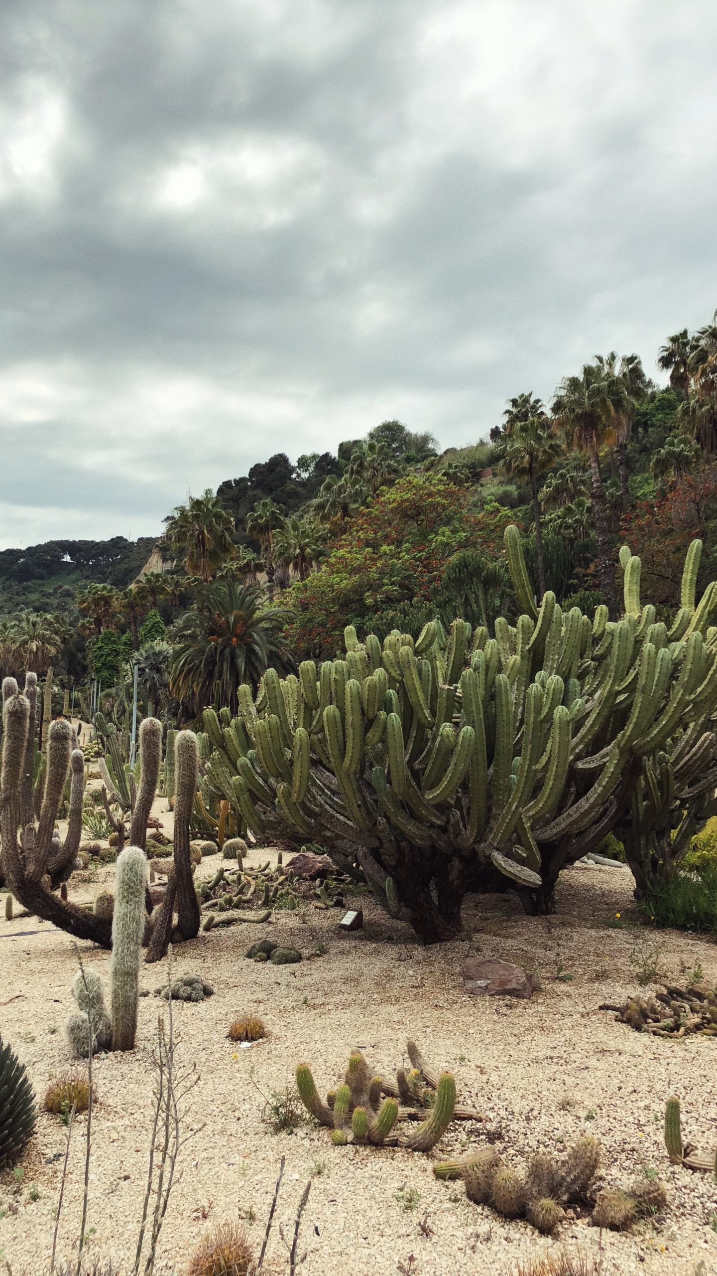 Обои растительность, кустарник, биом, пейзаж, Флора в разрешении 1440x2560