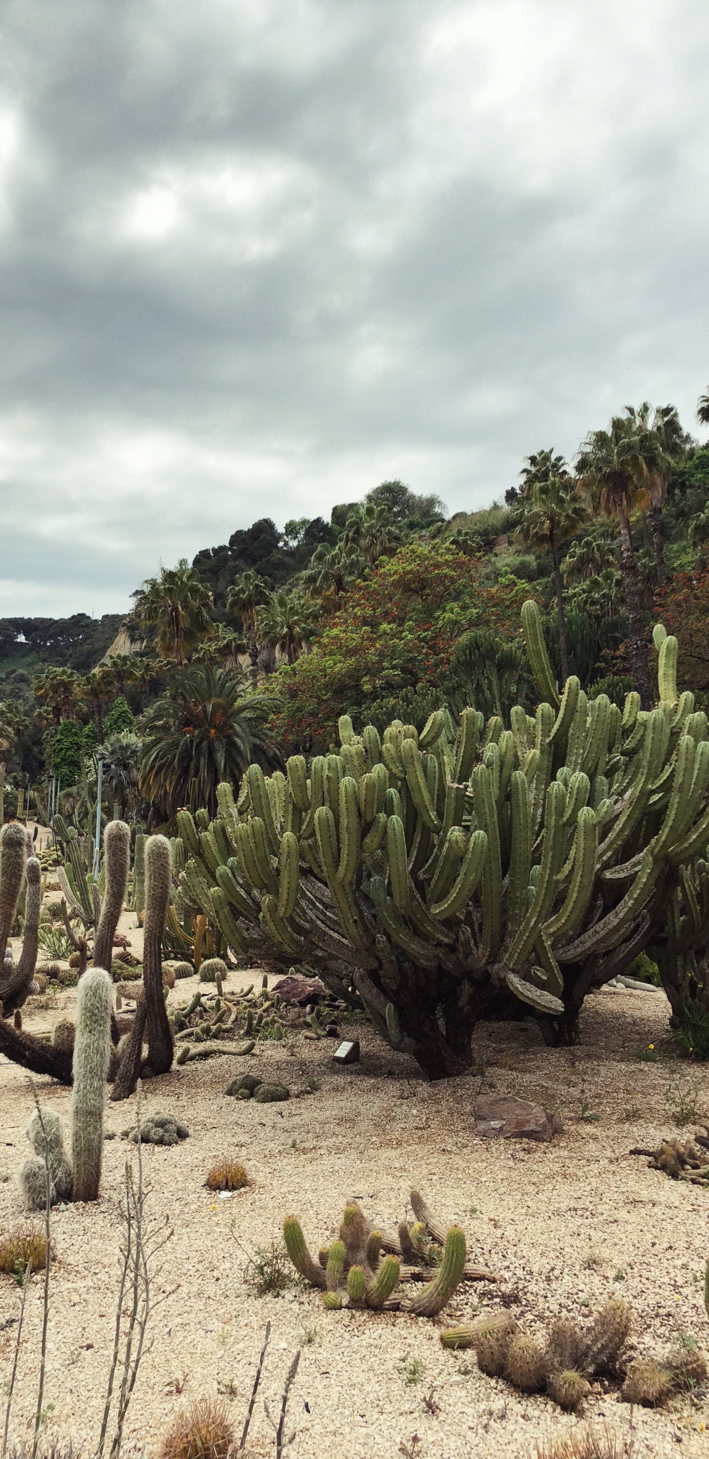 Обои растительность, кустарник, биом, пейзаж, Флора в разрешении 1440x2960