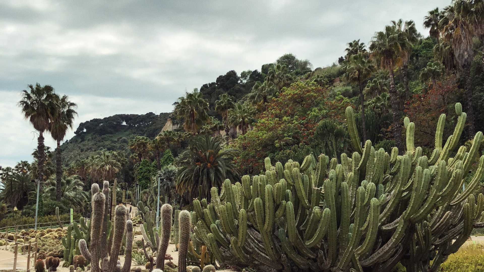 Обои растительность, кустарник, биом, пейзаж, Флора в разрешении 1920x1080