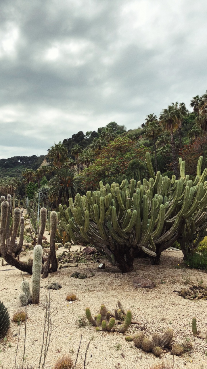 Обои растительность, кустарник, биом, пейзаж, Флора в разрешении 720x1280