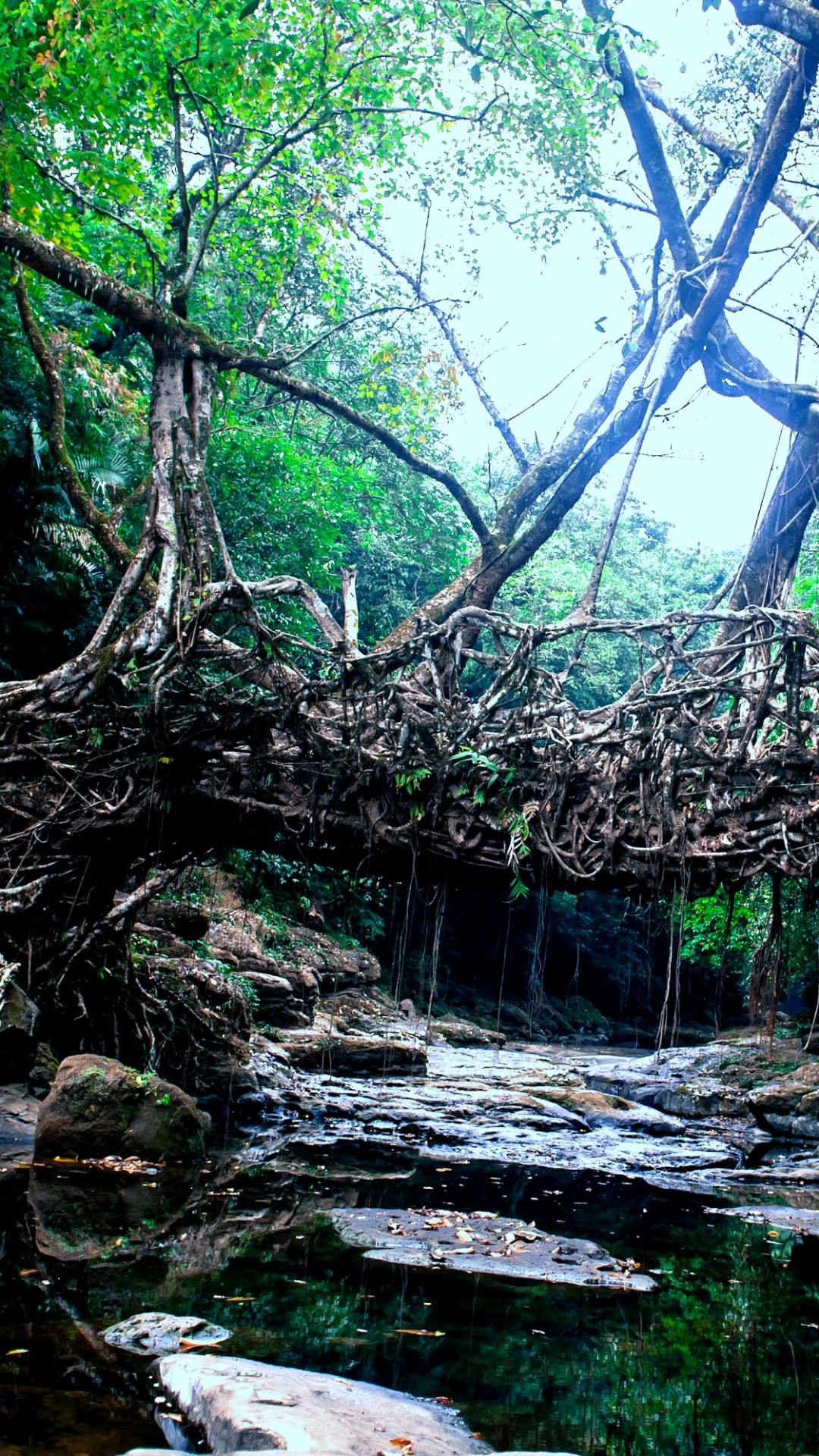 Обои Nongriat, Mawlynnong, Dawki, Шиллонг, Двухэтажный Жилой Корневой Мост в разрешении 1080x1920