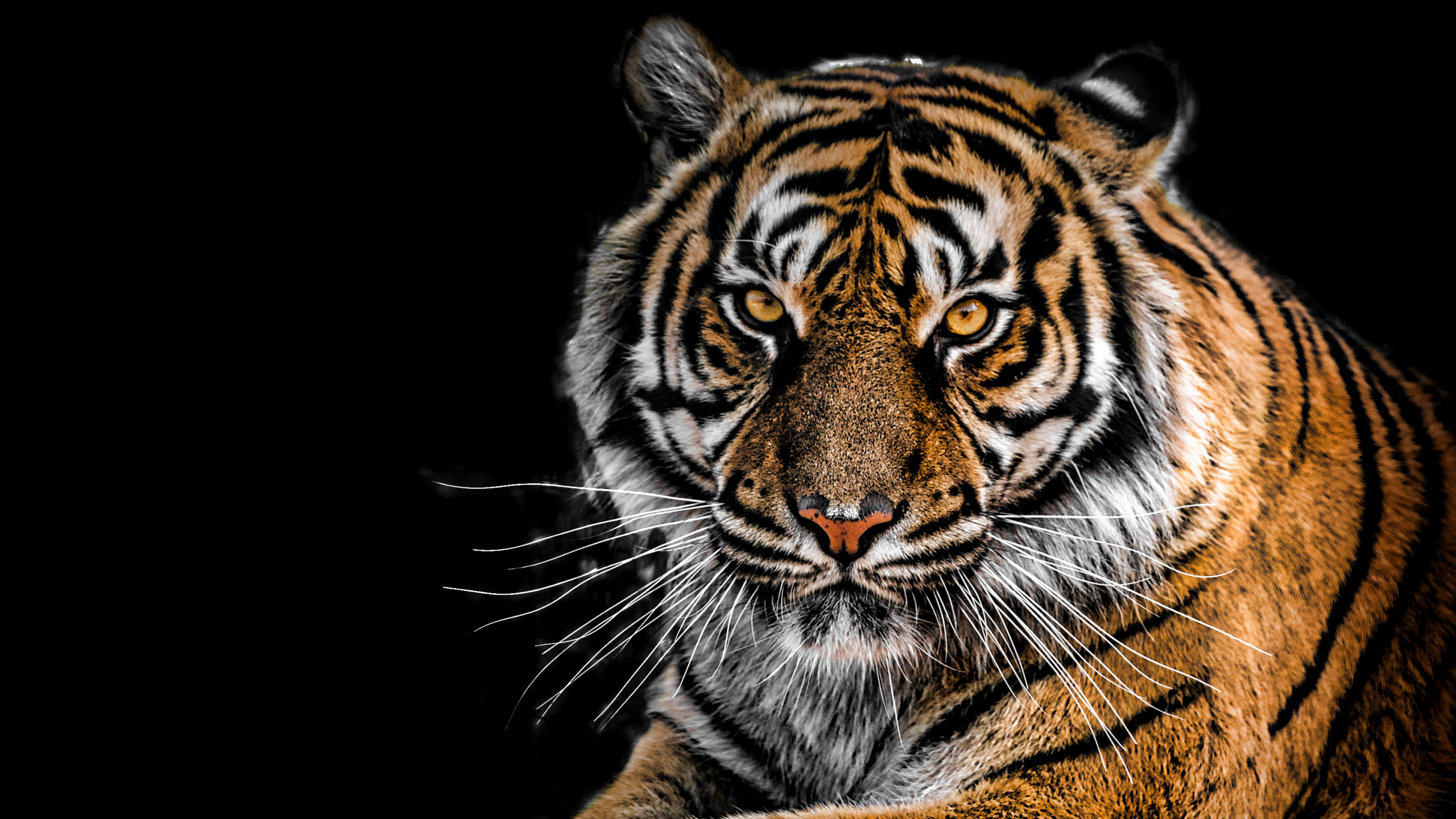 Тигр 4к