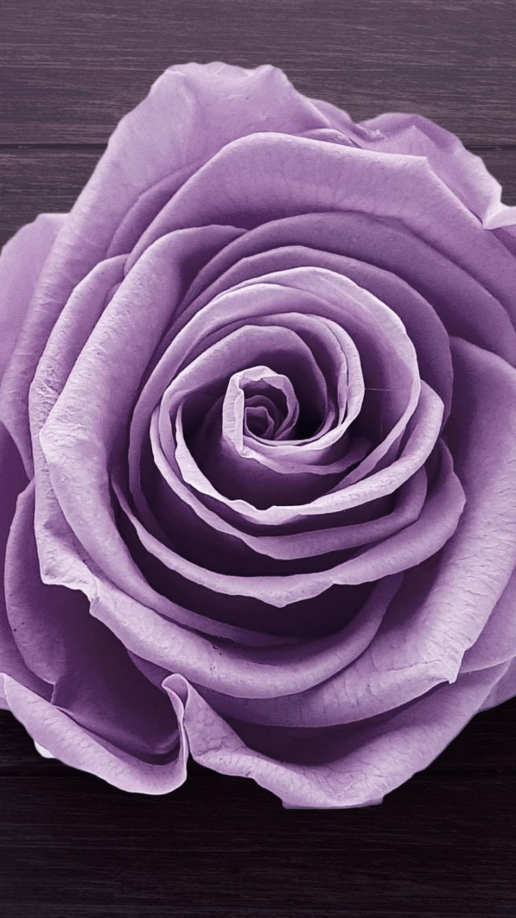 Обои пурпур, Роза, Фиолетовый, цветок, сад роз в разрешении 750x1334