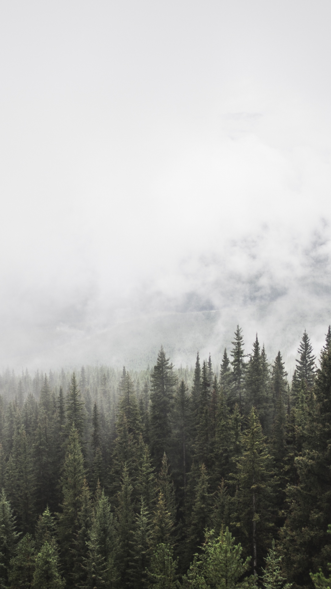 Обои дерево, дымка, дикая местность, спотифай, гора в разрешении 1080x1920