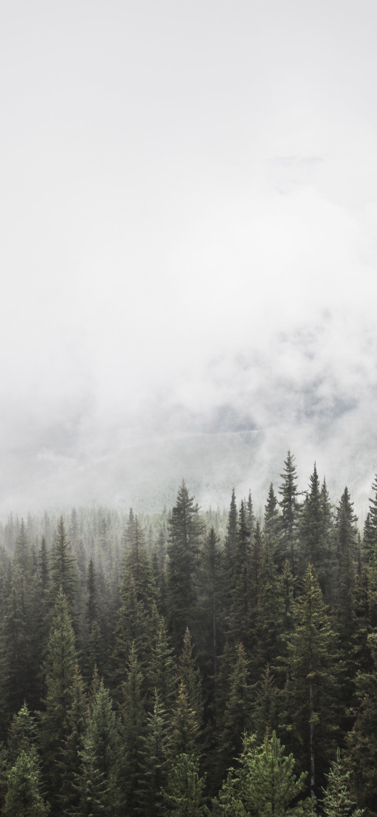 Обои дерево, дымка, дикая местность, спотифай, гора в разрешении 1242x2688