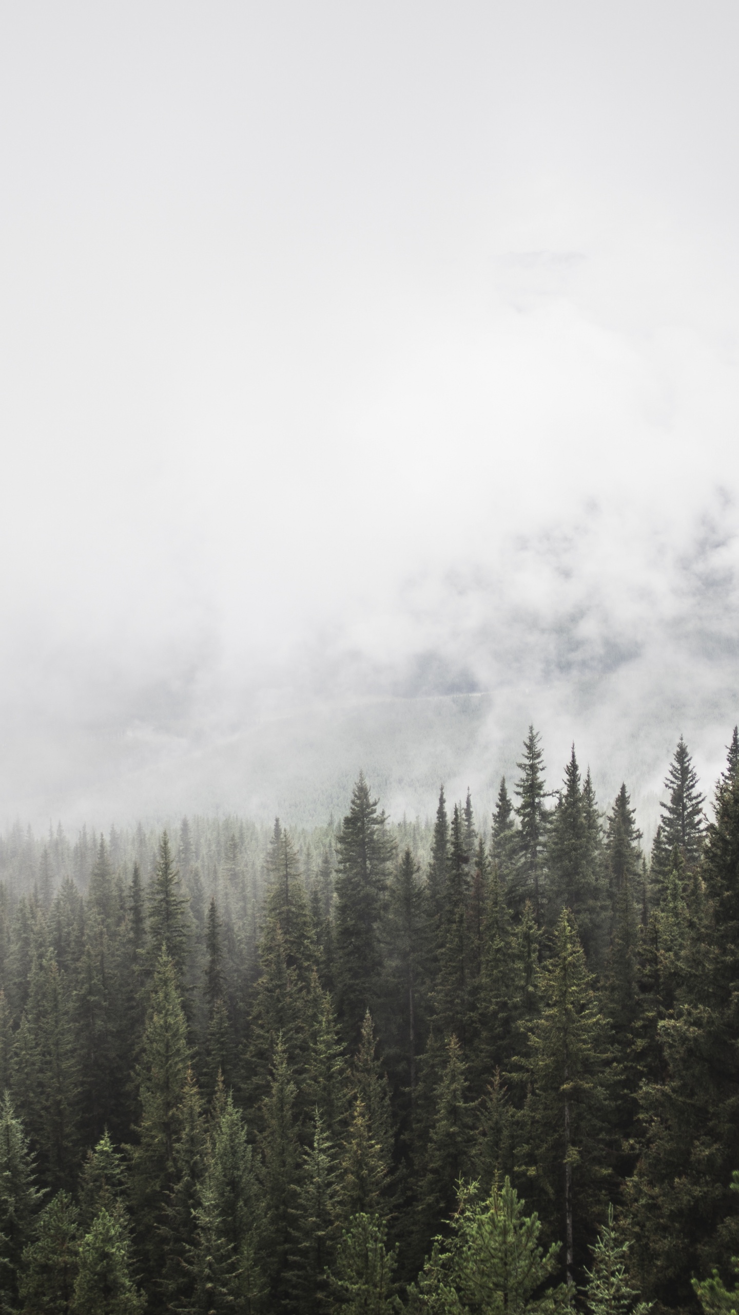 Обои дерево, дымка, дикая местность, спотифай, гора в разрешении 1440x2560