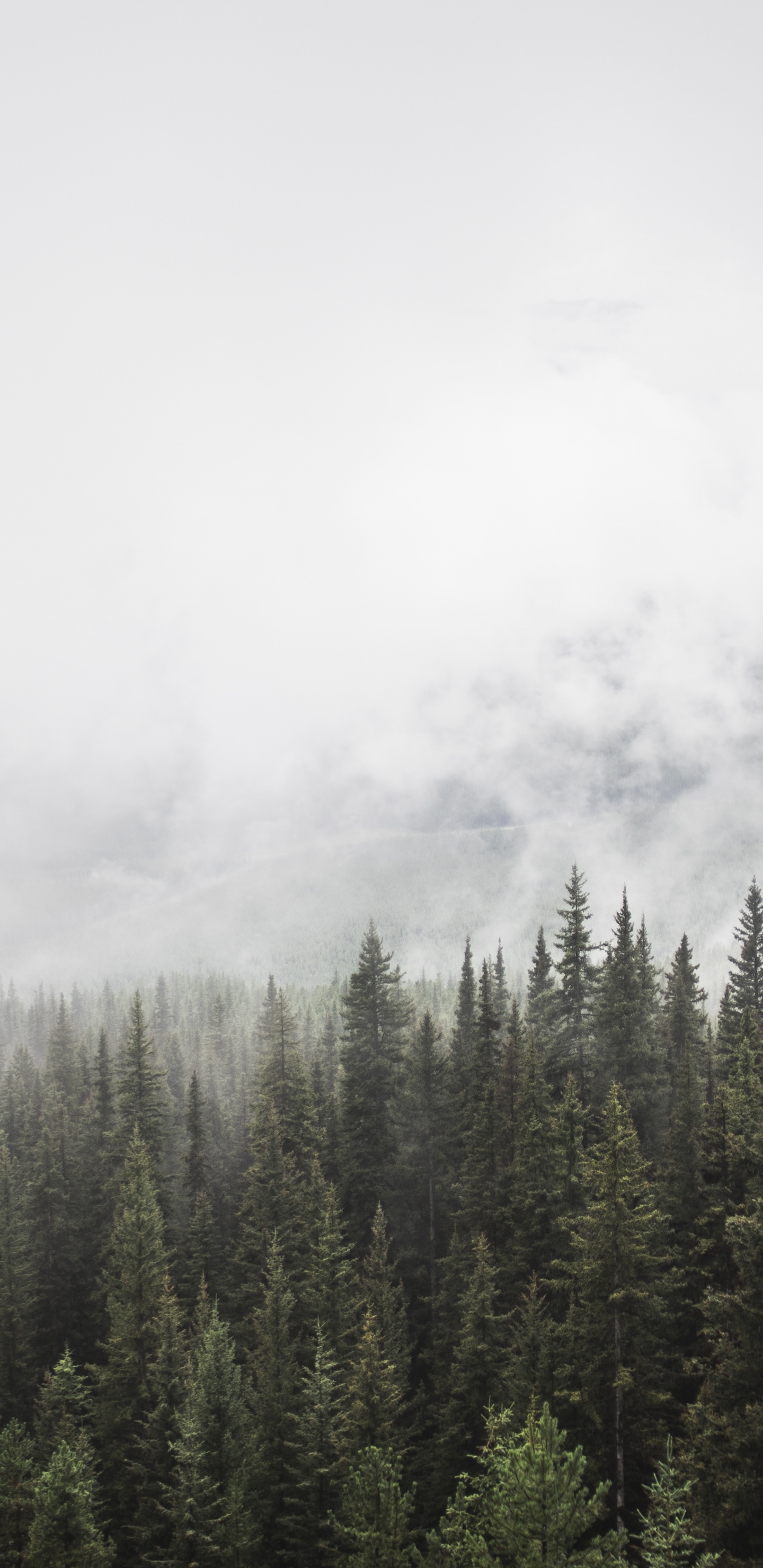 Обои дерево, дымка, дикая местность, спотифай, гора в разрешении 1440x2960