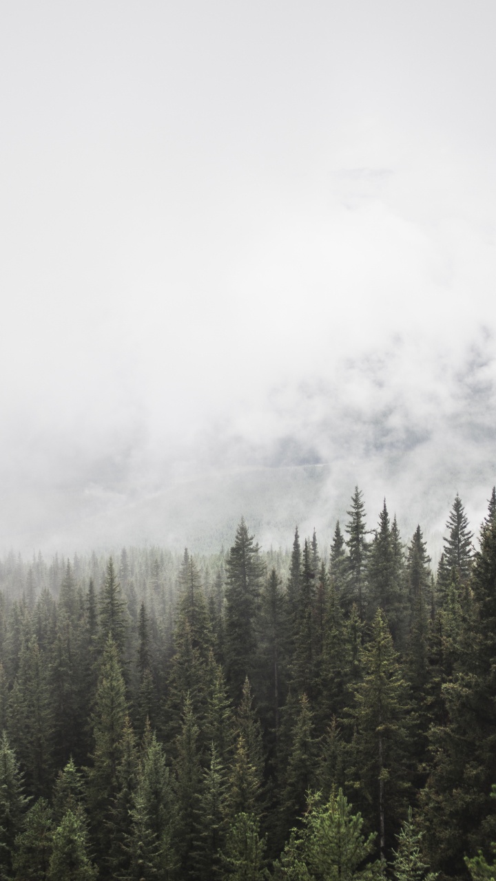 Обои дерево, дымка, дикая местность, спотифай, гора в разрешении 720x1280