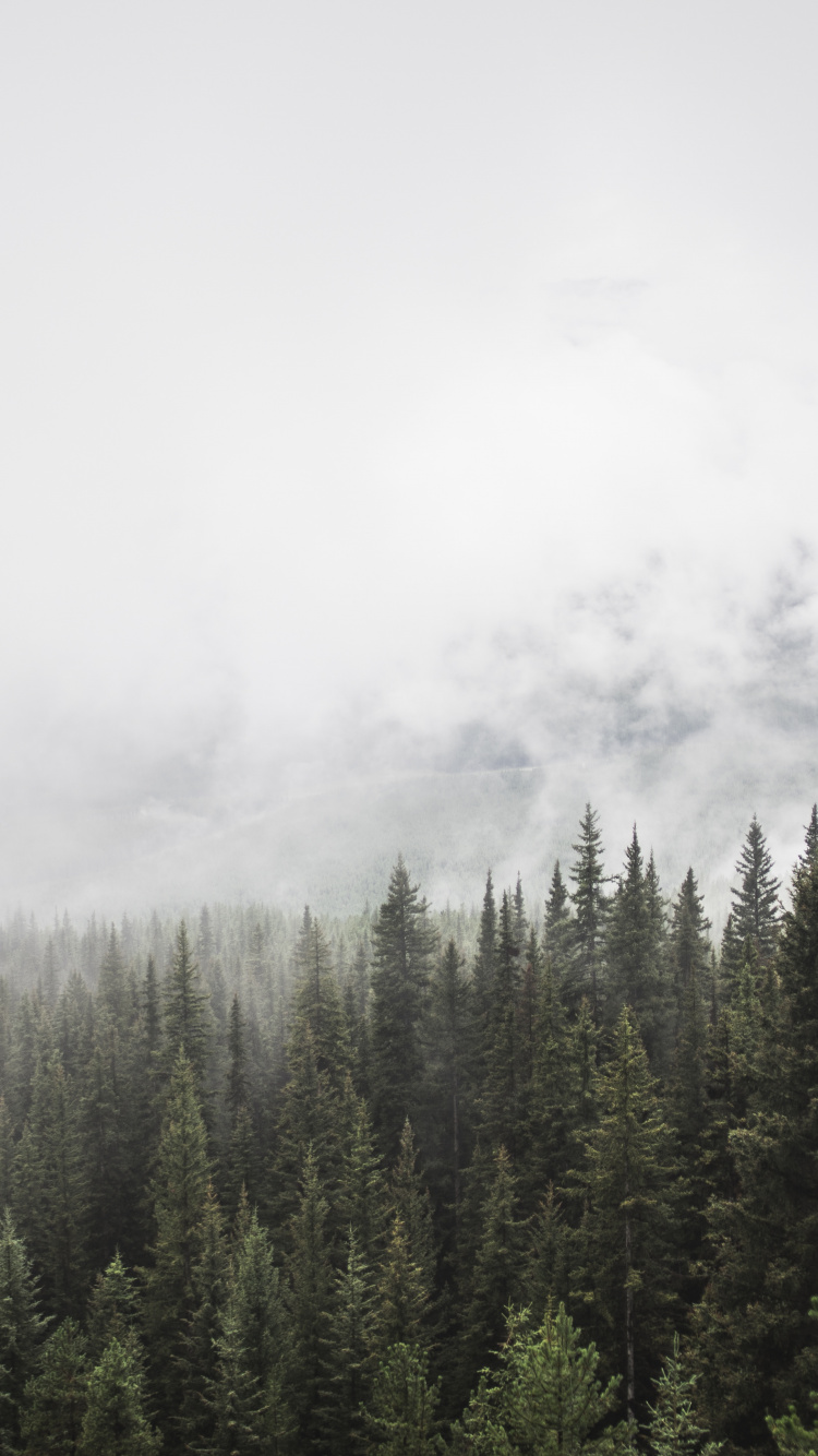 Обои дерево, дымка, дикая местность, спотифай, гора в разрешении 750x1334