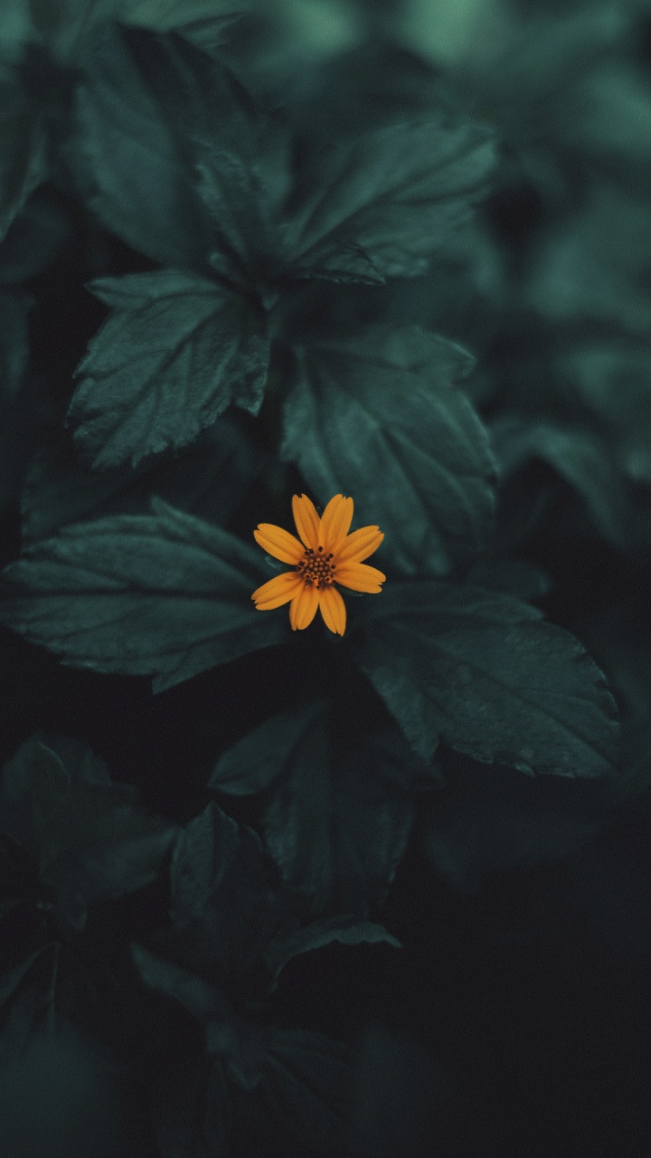 Обои Флора, цветок, растение, лепесток, наземное растение в разрешении 720x1280