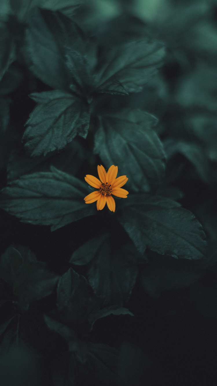 Обои Флора, цветок, растение, лепесток, наземное растение в разрешении 750x1334