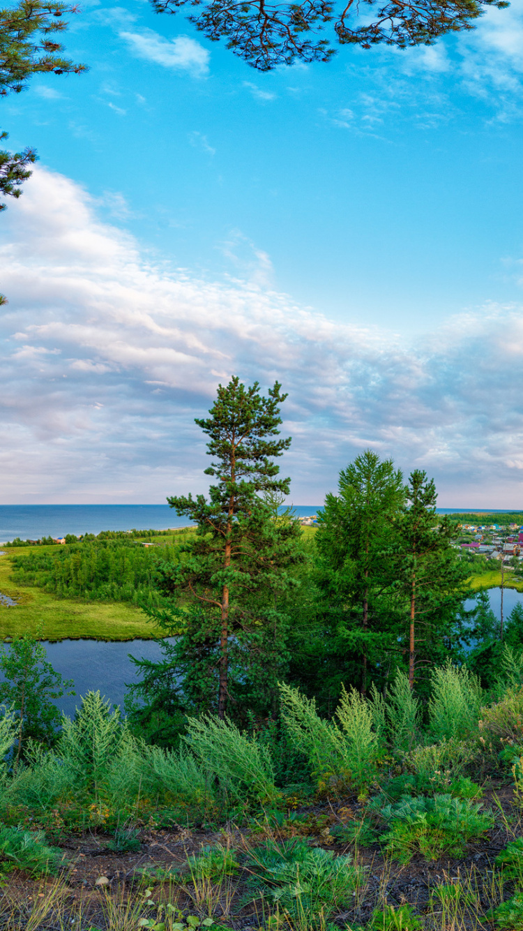 Обои виртуальная реальность, природа, панорама, растительность, дерево в разрешении 750x1334