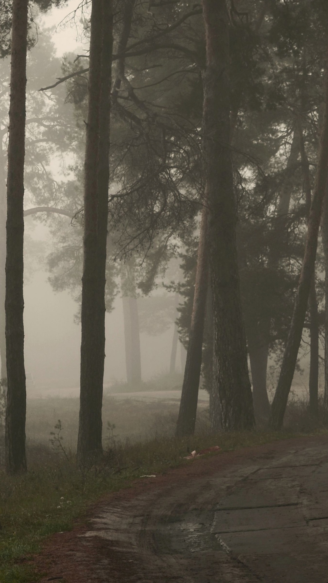 Обои лес, дерево, дымка, туман, атмосфера в разрешении 1080x1920