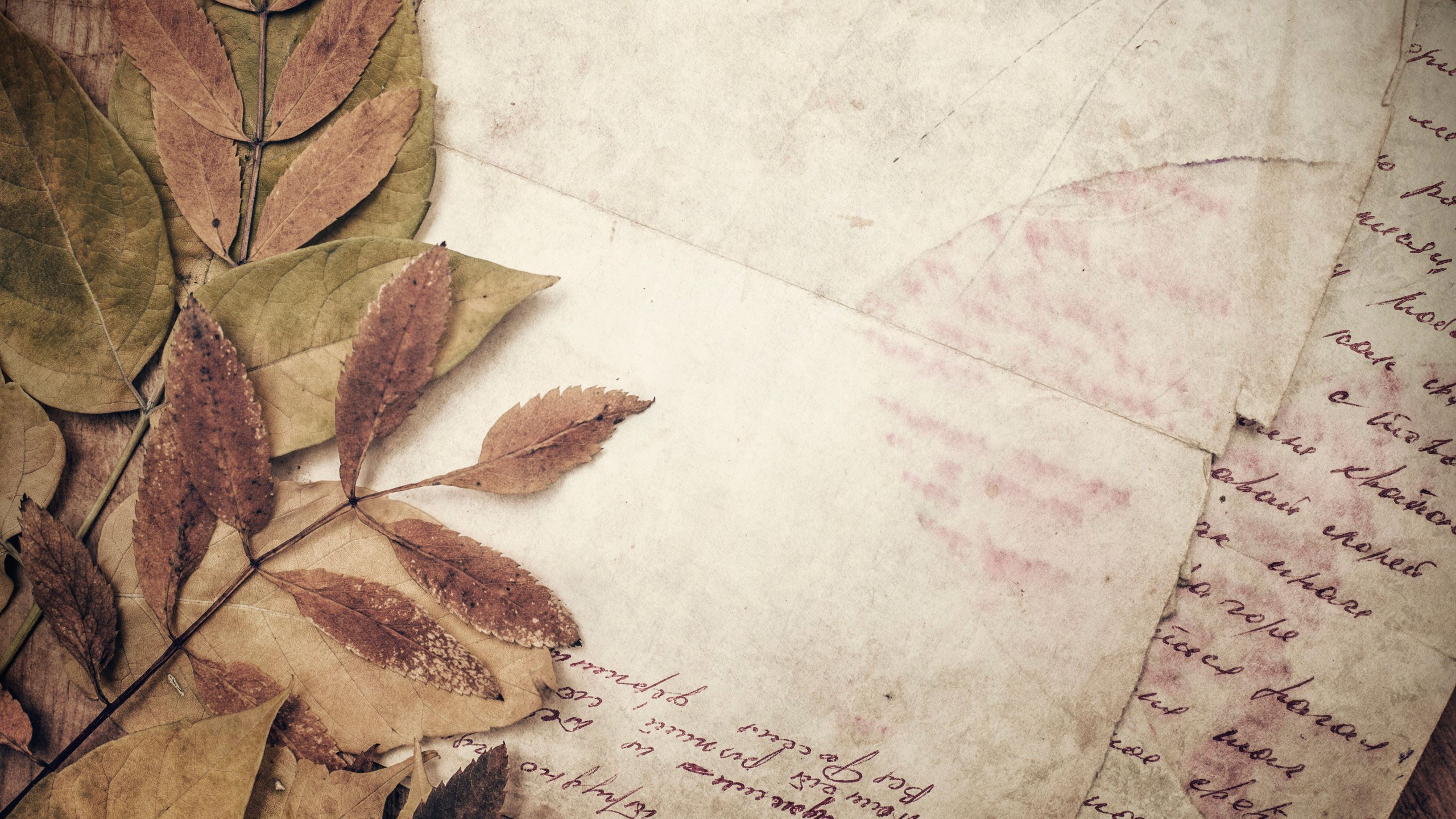 Обои бумага, лист, дерево, растение, завод в разрешении 2560x1440